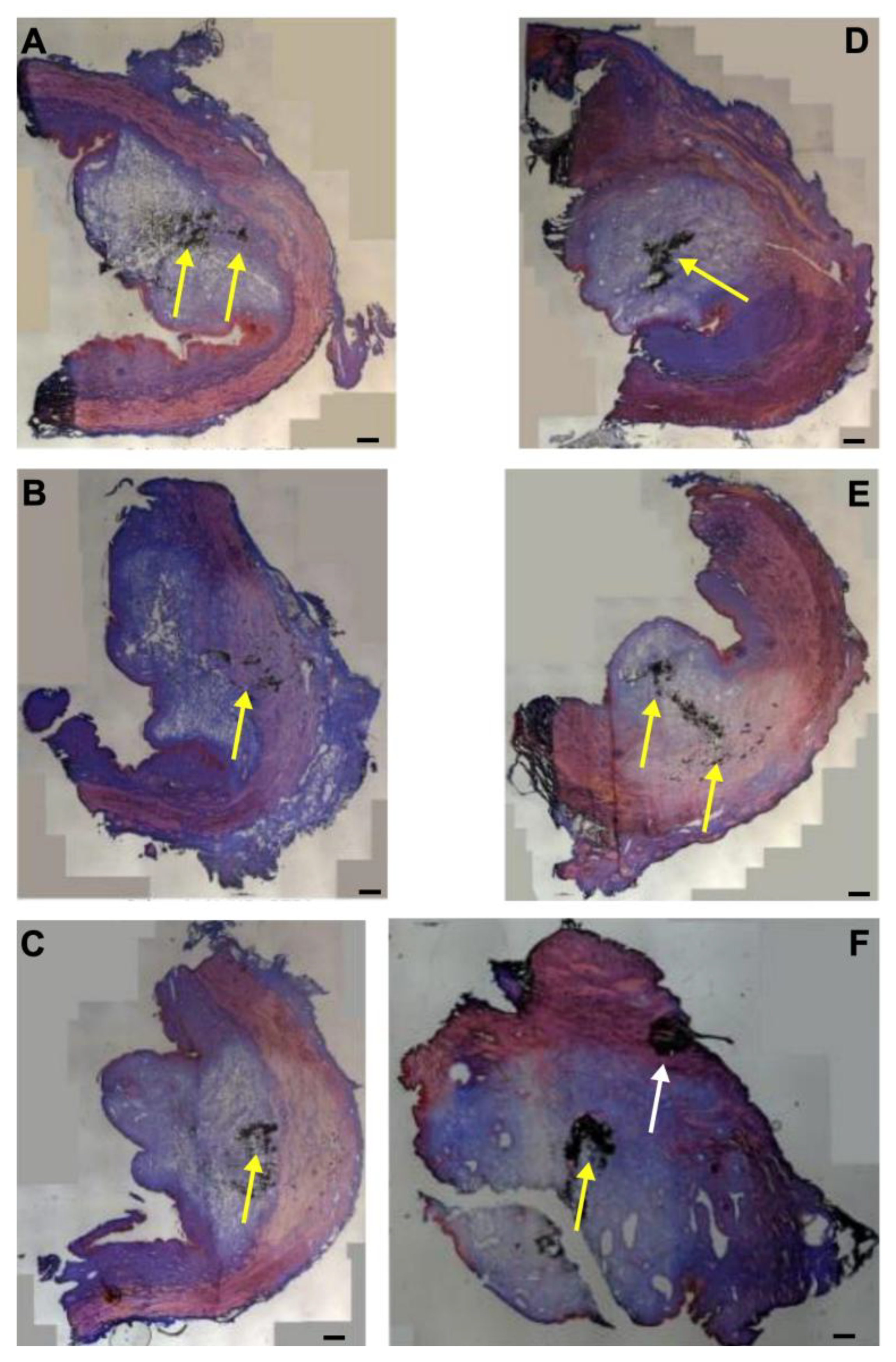 Biomedicines 13 02986 g008