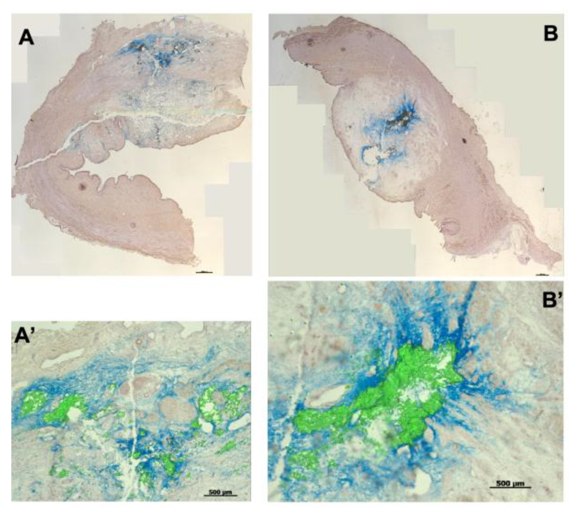 Biomedicines 13 02986 g009