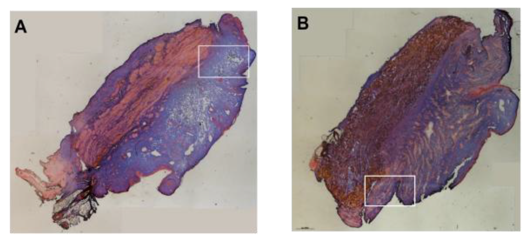 Biomedicines 13 02986 g0a3