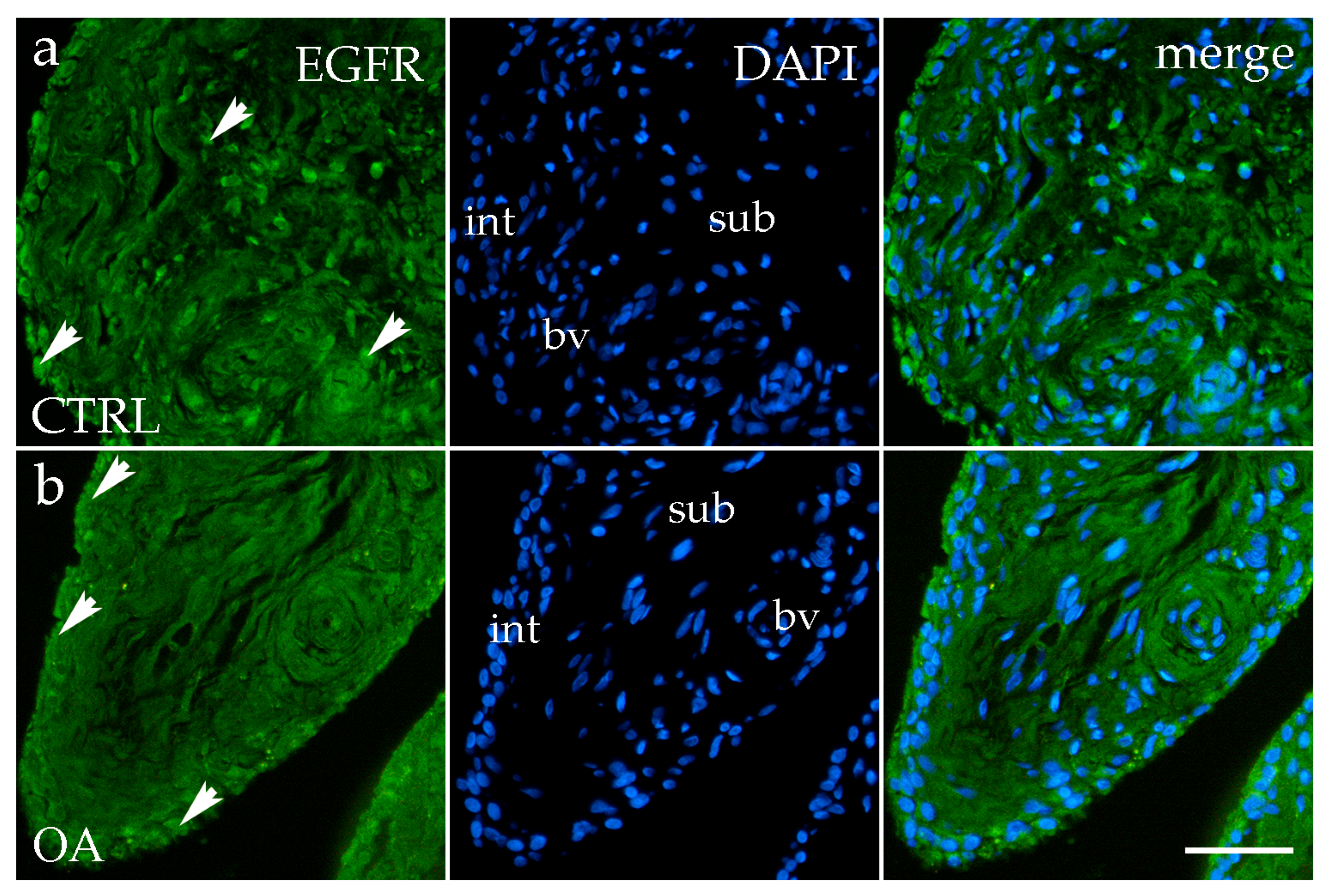 Biomedicines 13 02992 g006