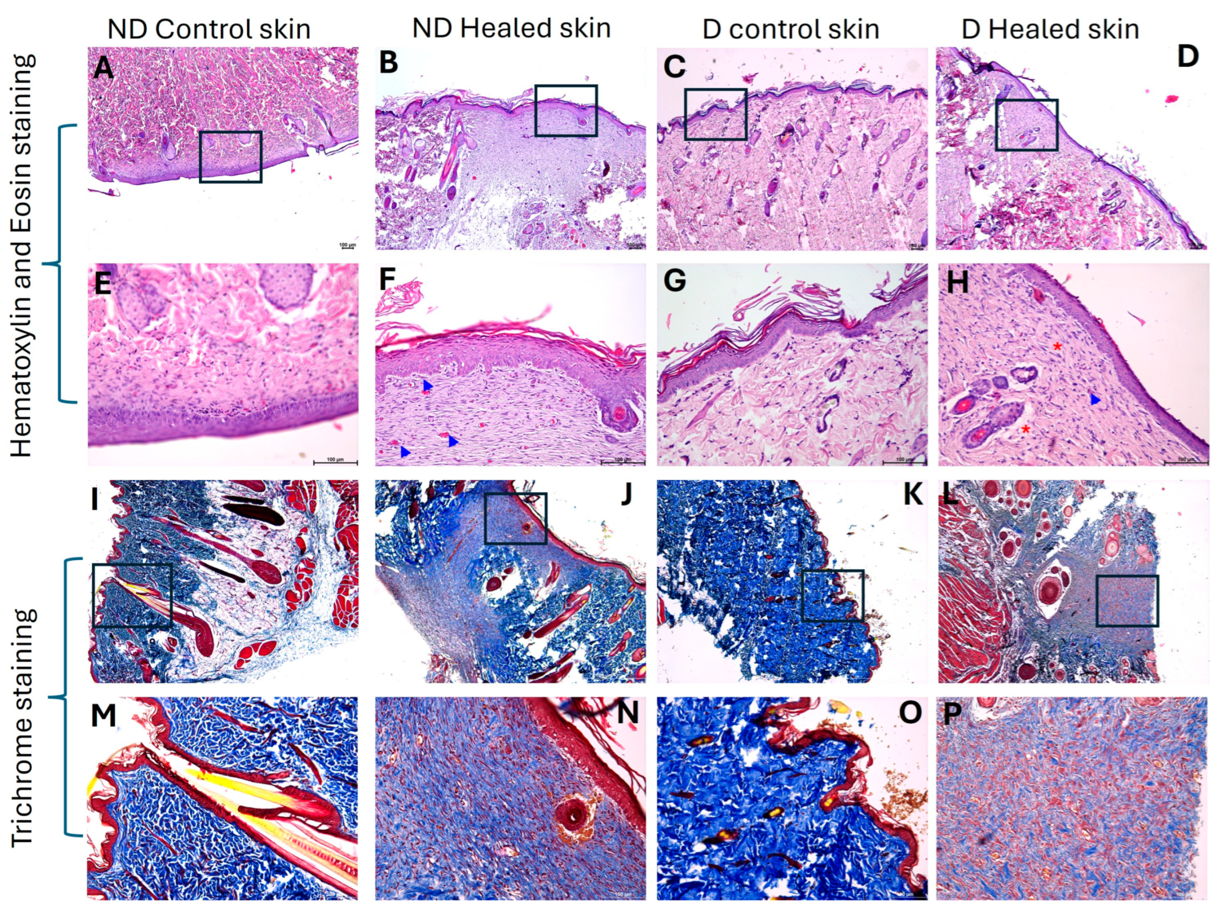 Biomedicines 13 02994 g001