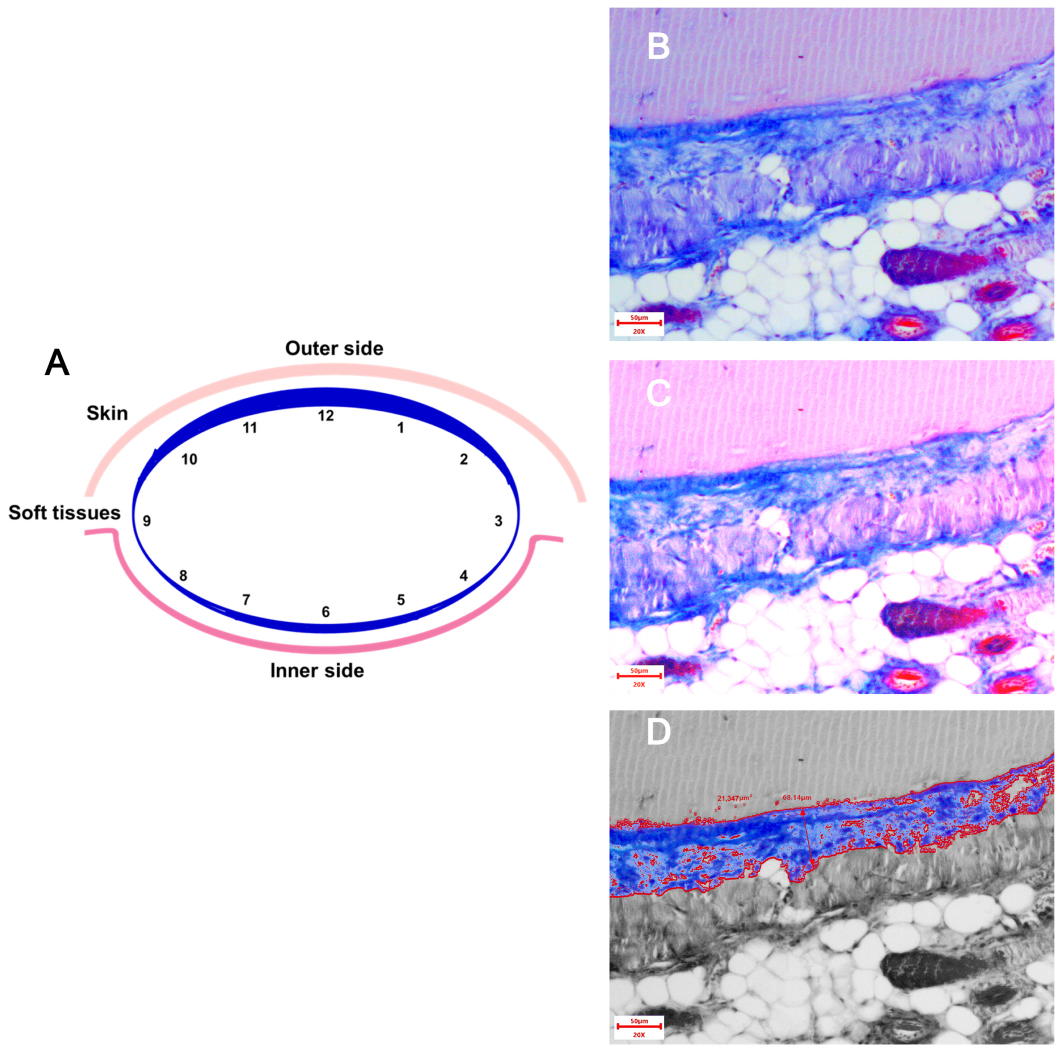 Biomedicines 13 02996 g001