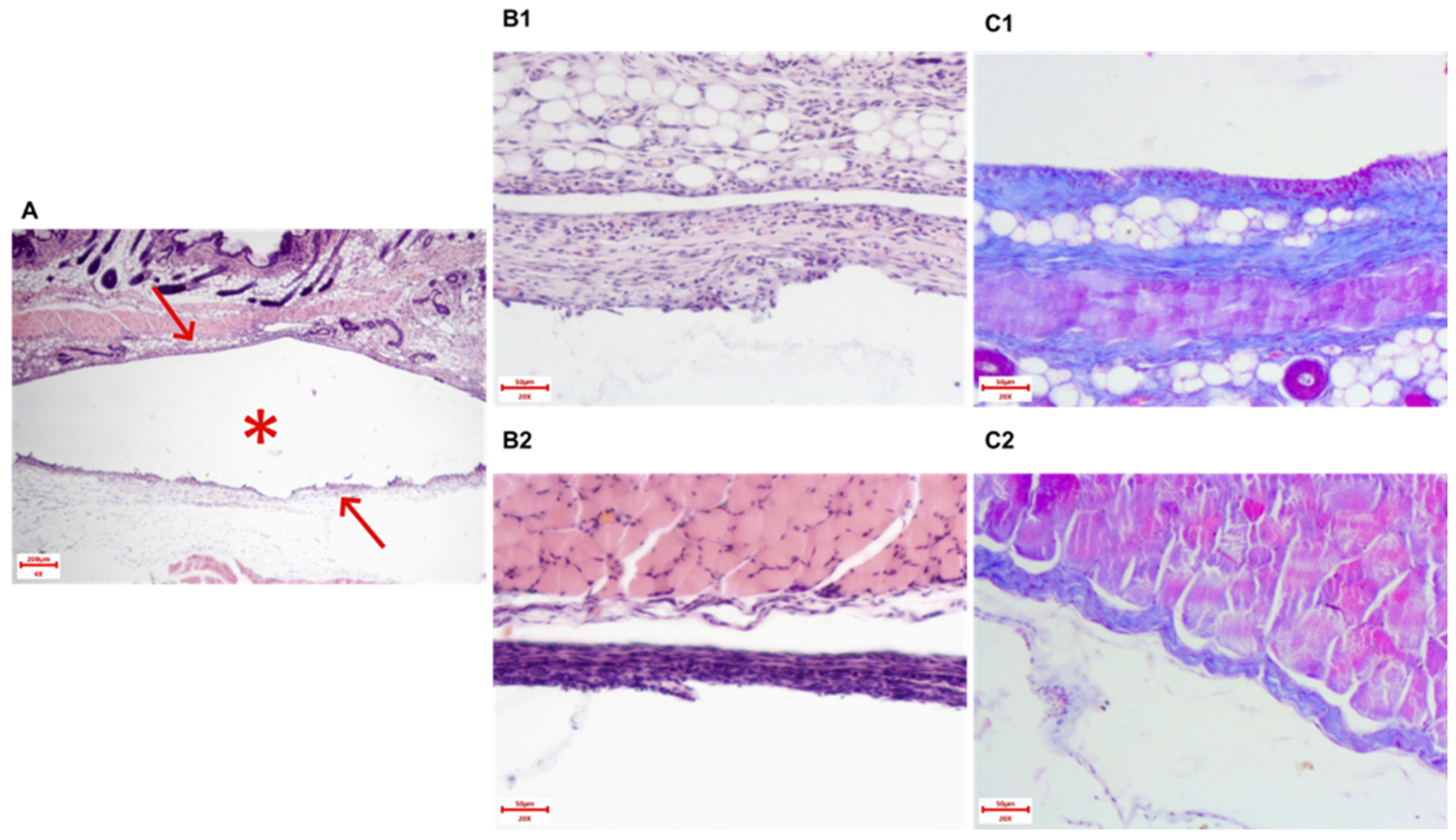 Biomedicines 13 02996 g007