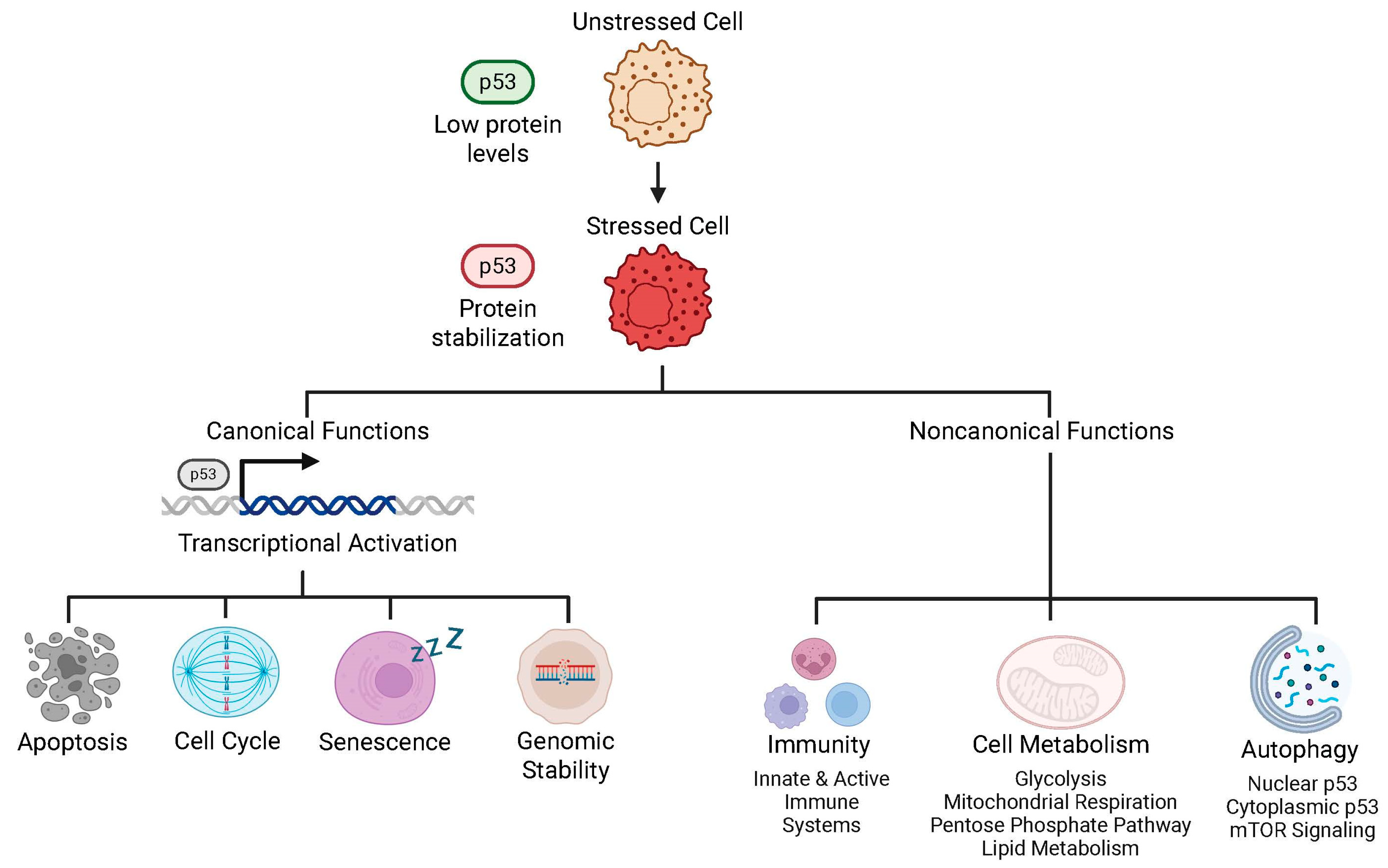 Biomedicines 13 03007 g003