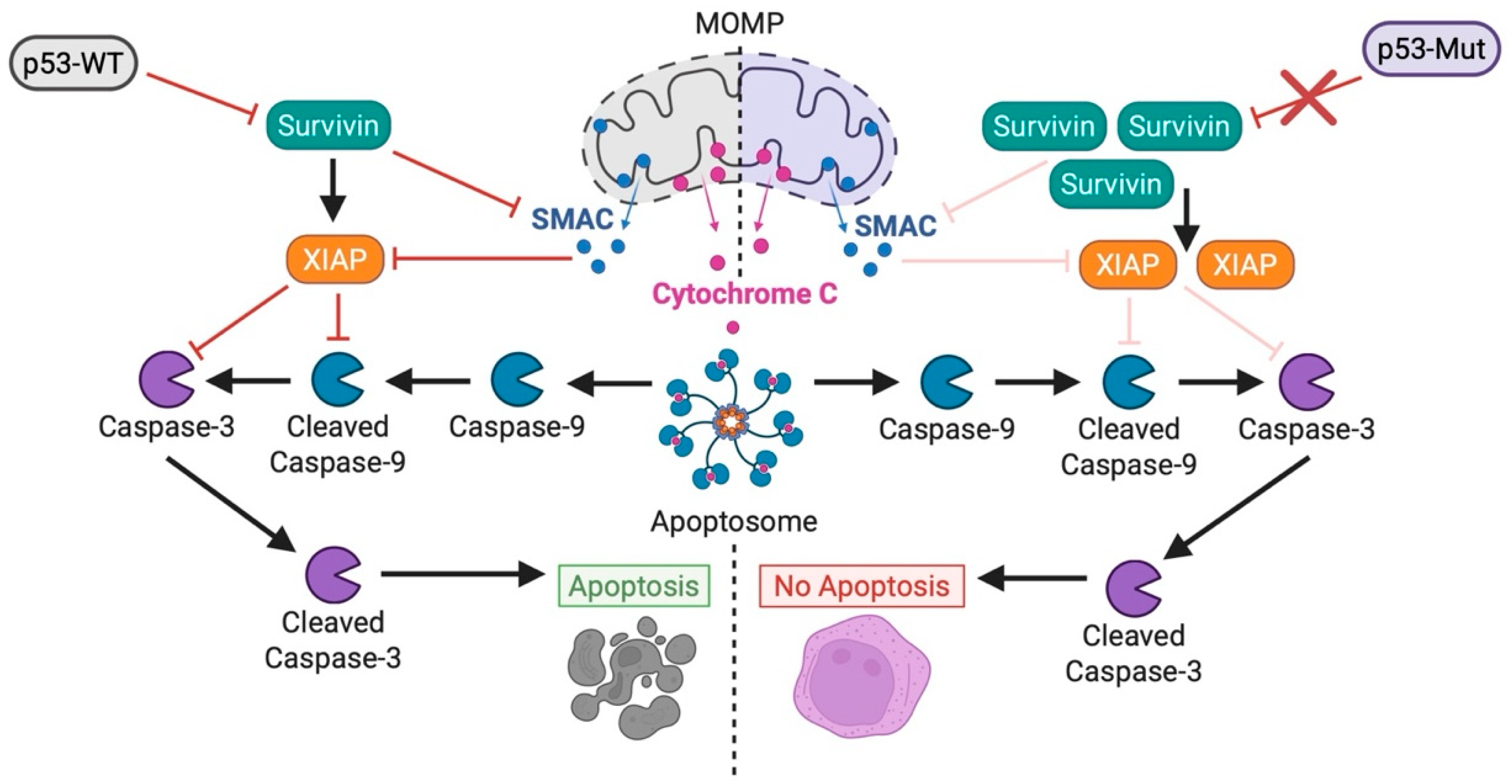 Biomedicines 13 03007 g005