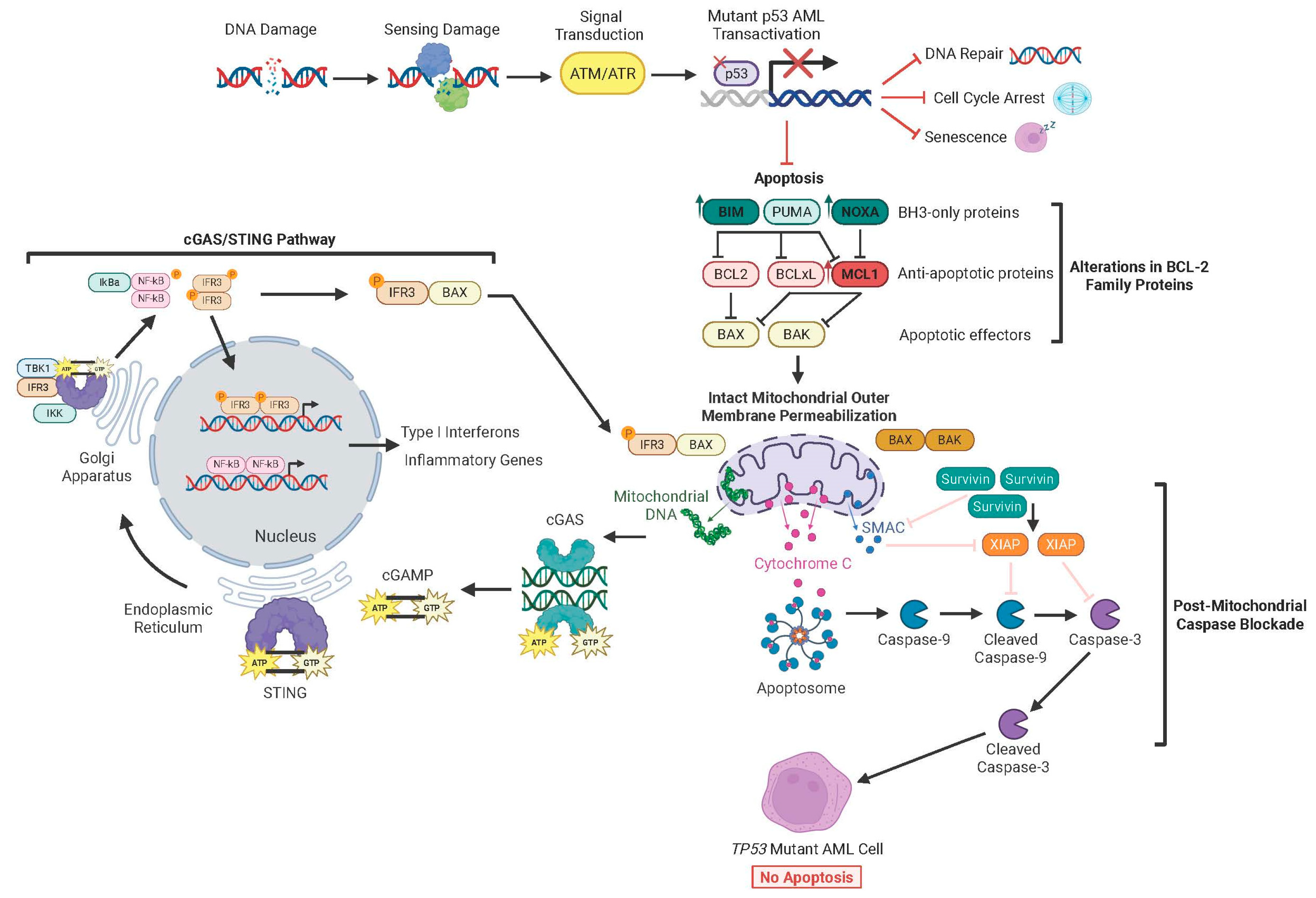 Biomedicines 13 03007 g006