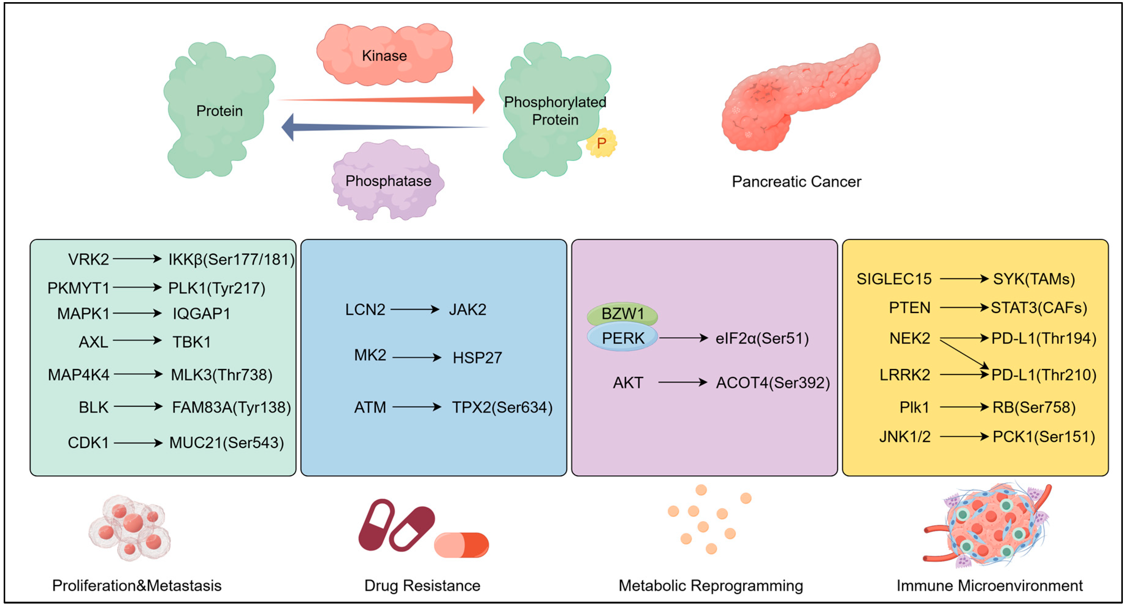 Biomedicines 13 03013 g001 Biomedicines 13 03013 g001