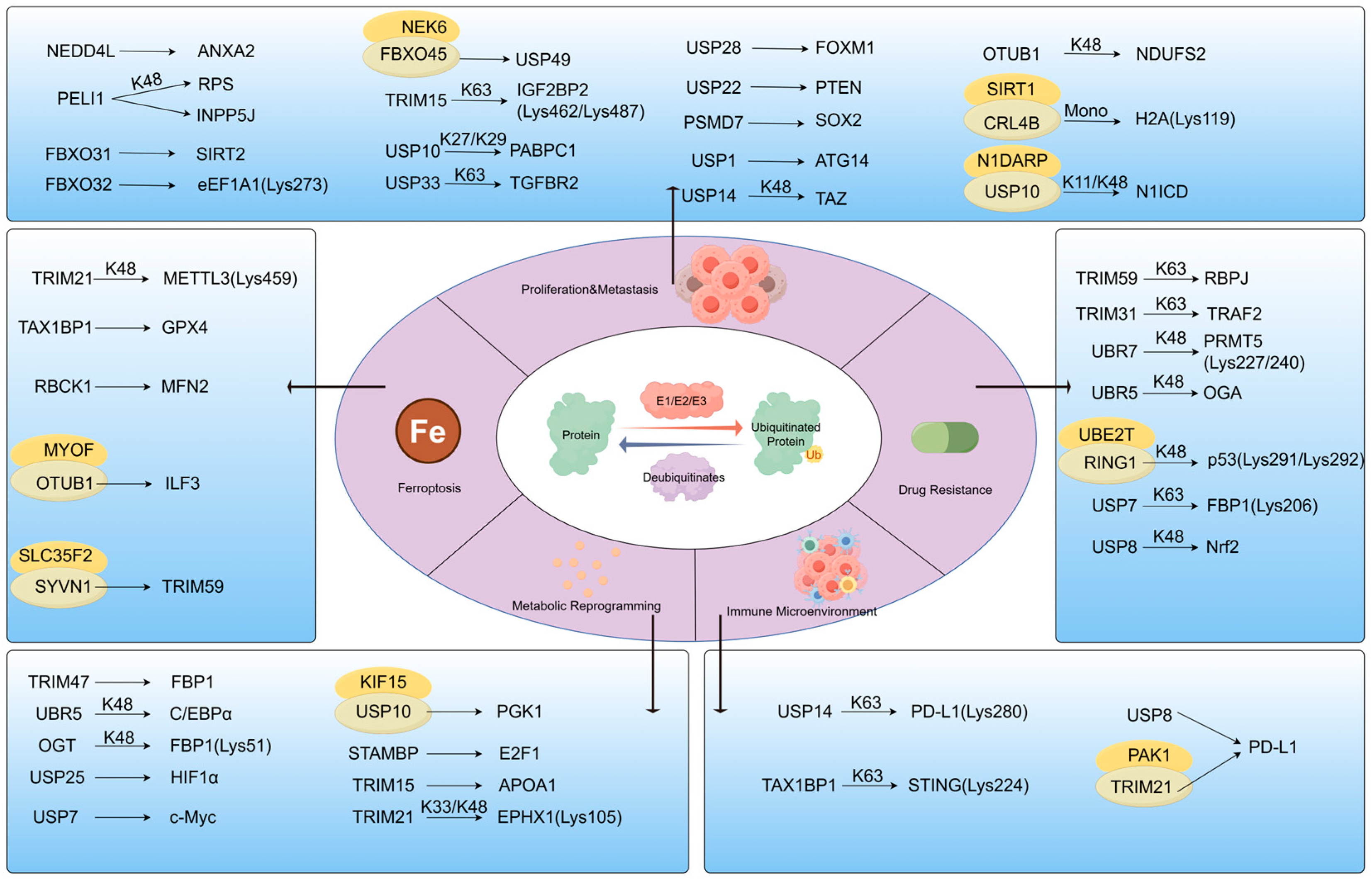 Biomedicines 13 03013 g002 Biomedicines 13 03013 g002