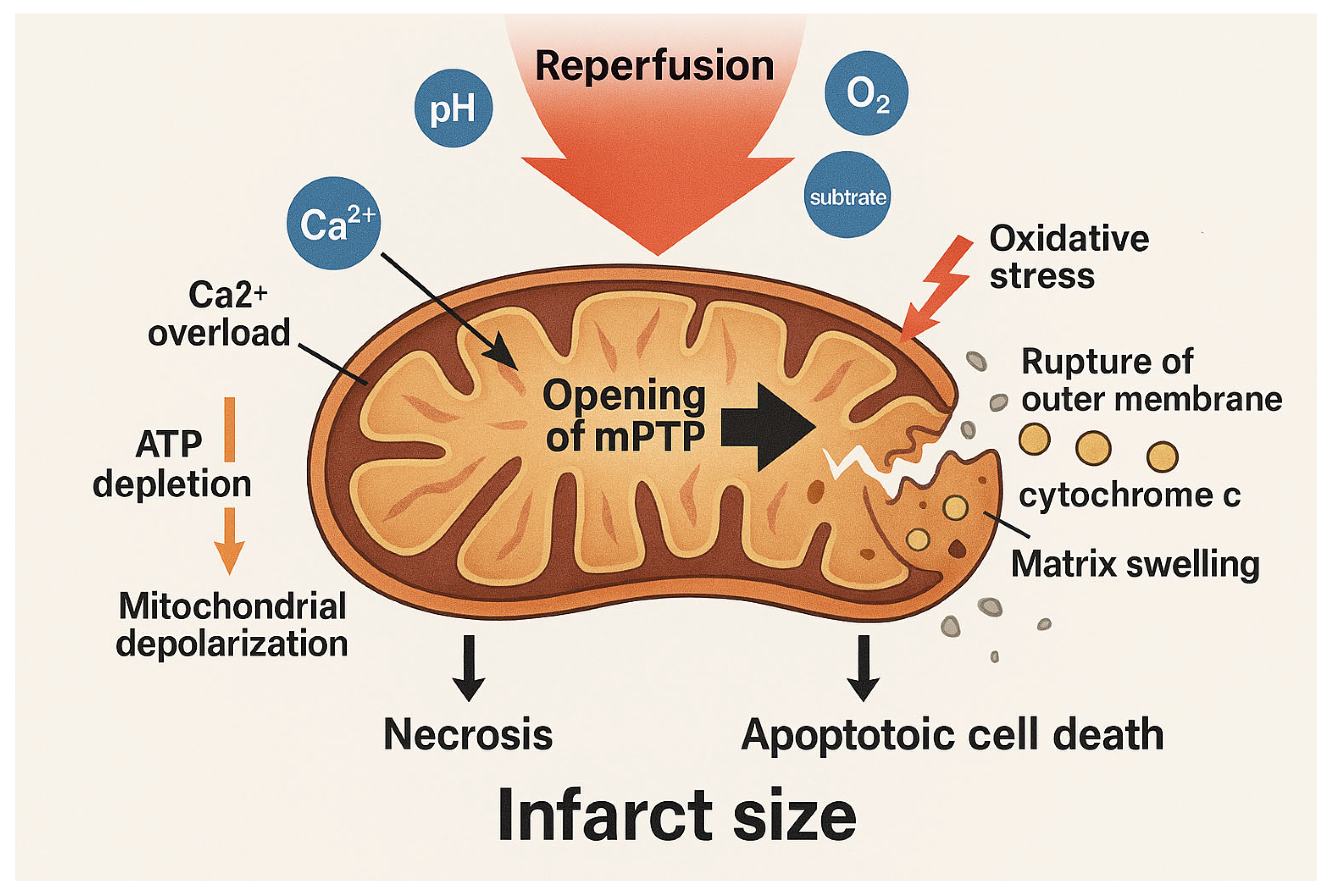 Biomedicines 13 03014 g002 Biomedicines 13 03014 g002