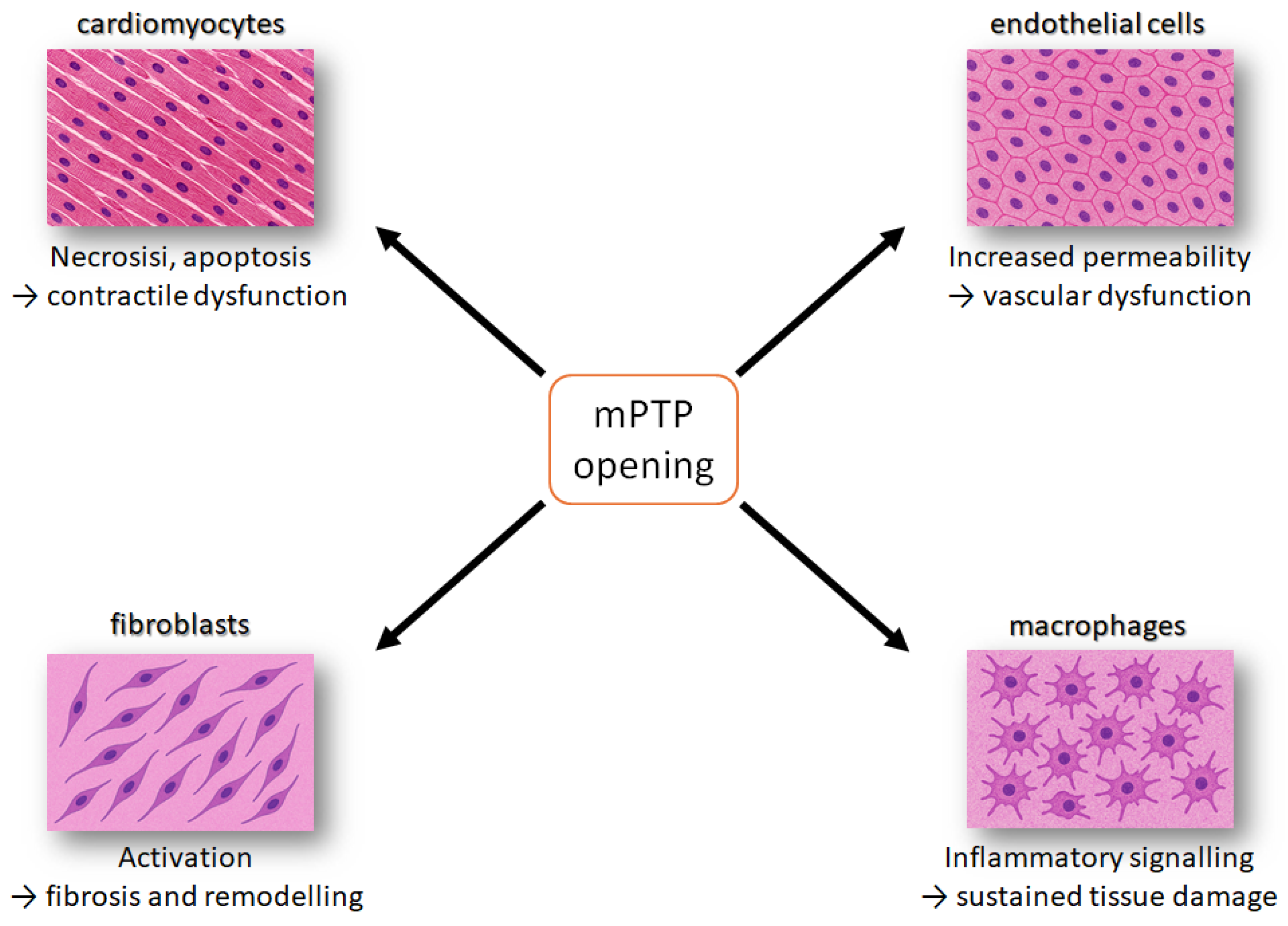 Biomedicines 13 03014 g003 Biomedicines 13 03014 g003