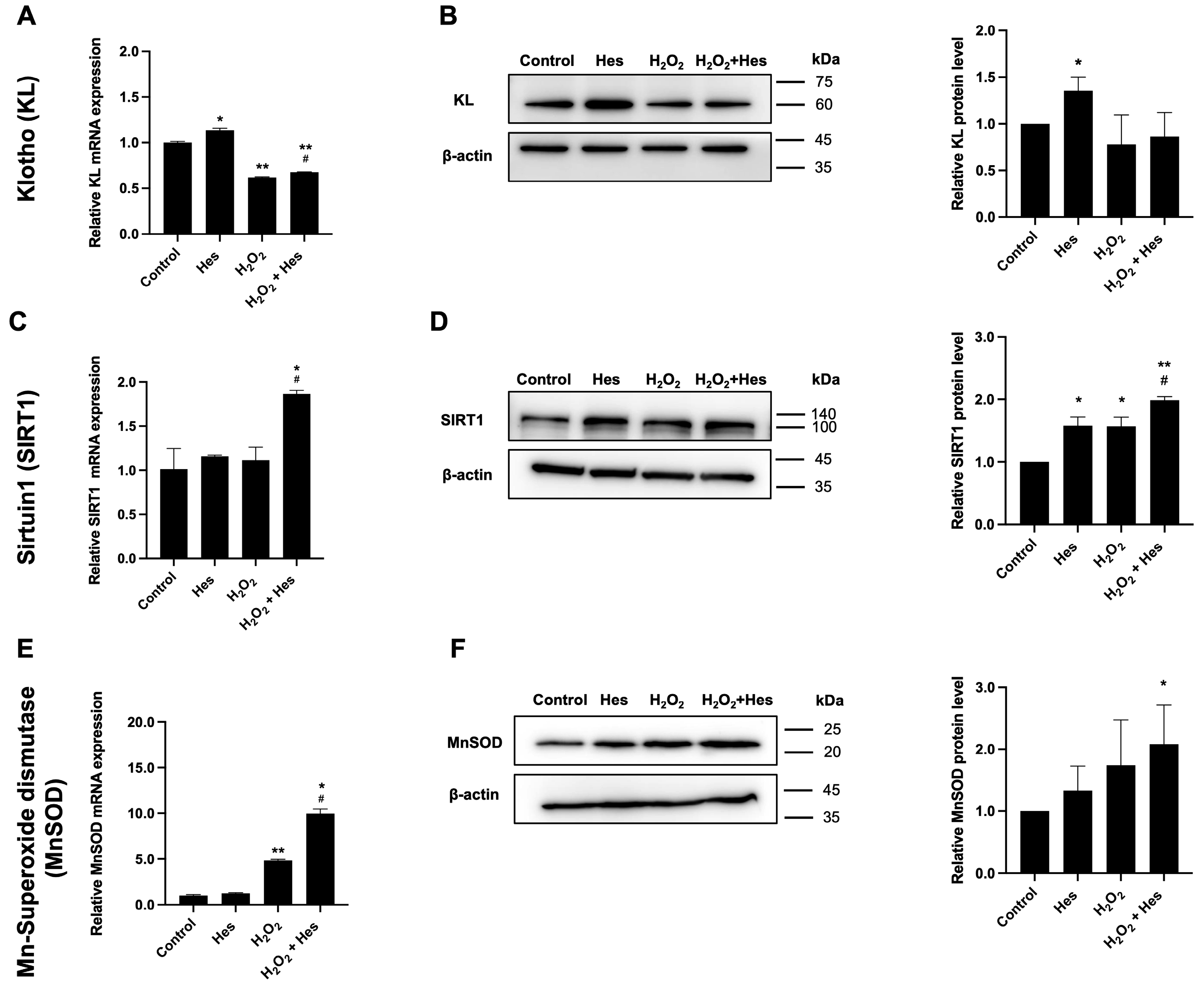 Biomedicines 13 03016 g002 Biomedicines 13 03016 g002