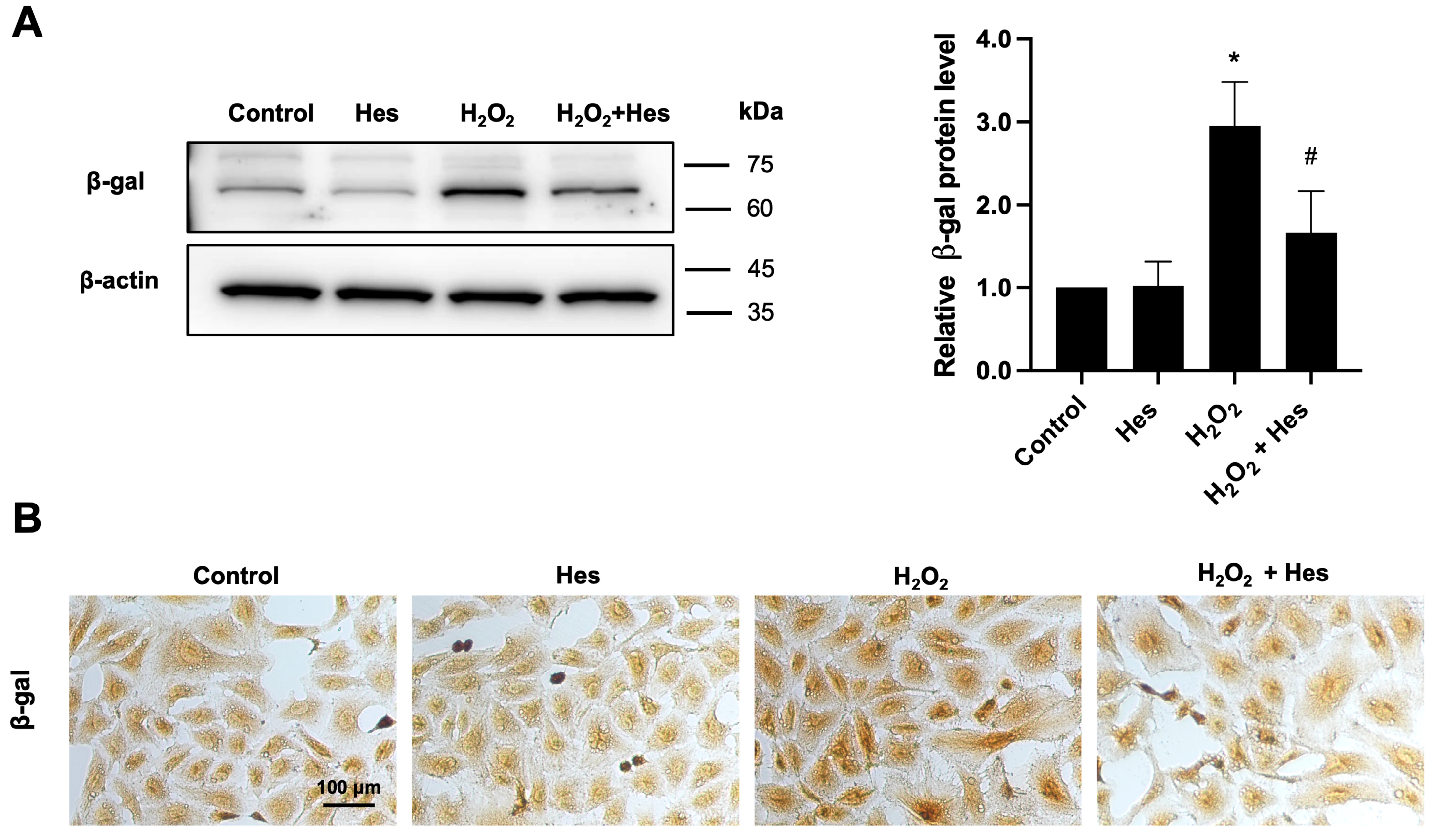 Biomedicines 13 03016 g003 Biomedicines 13 03016 g003