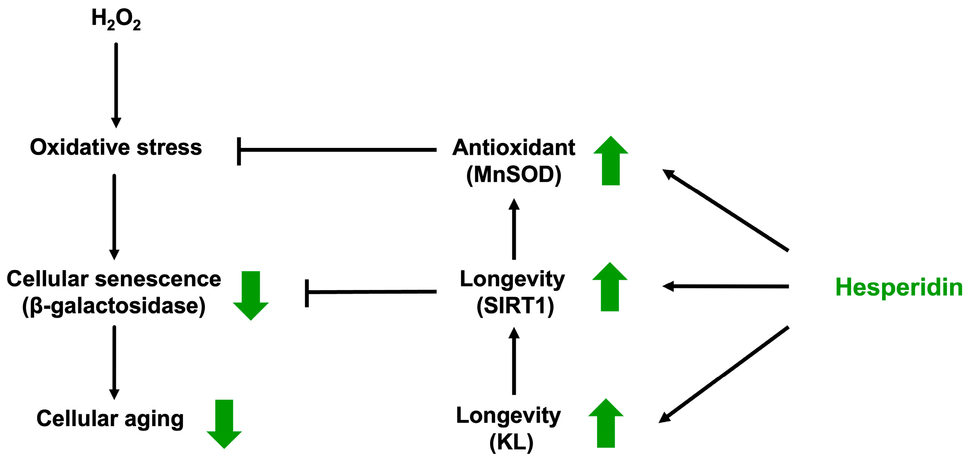 Biomedicines 13 03016 g004 Biomedicines 13 03016 g004