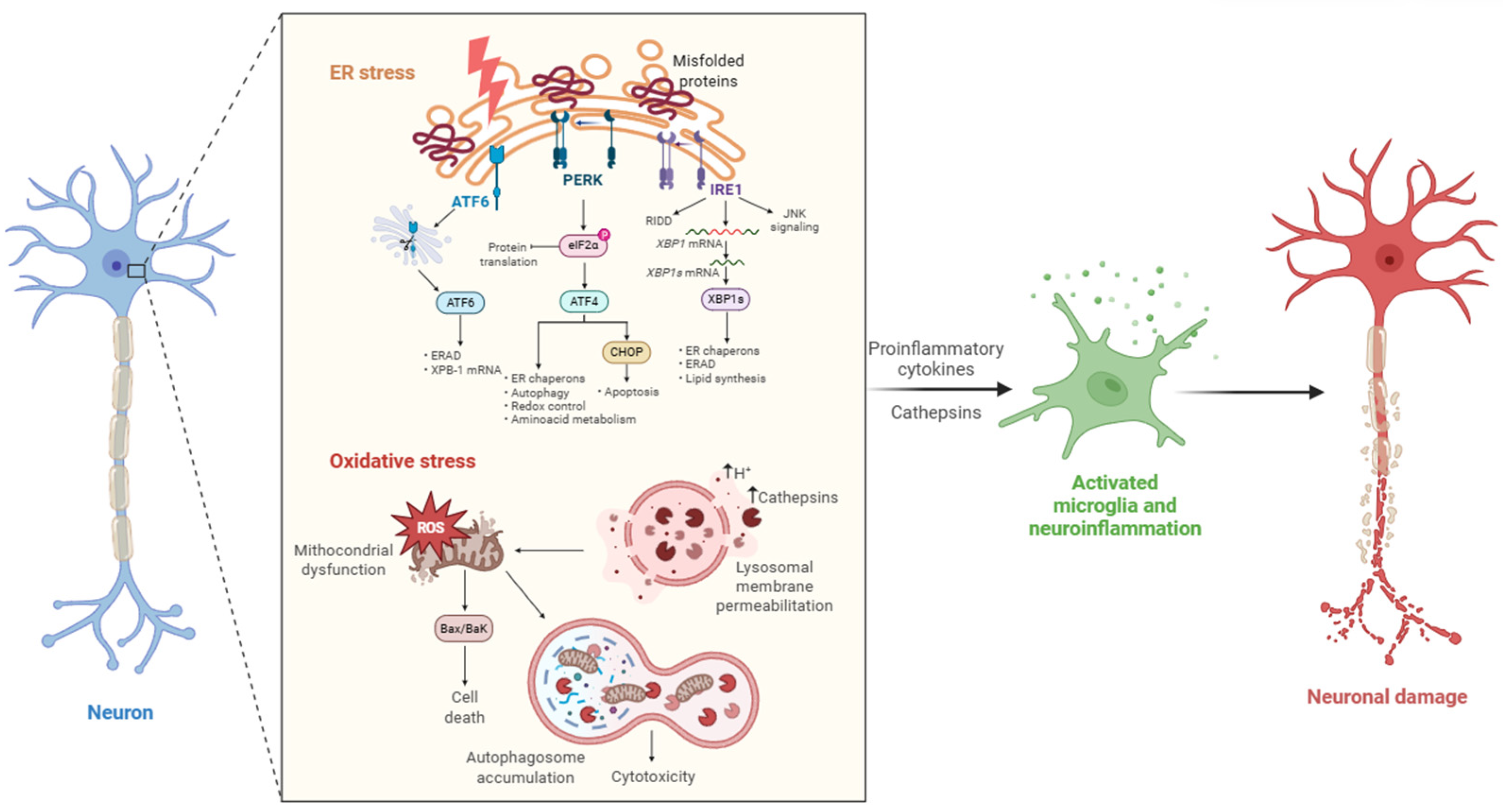Biomedicines 13 03019 g001 Biomedicines 13 03019 g001