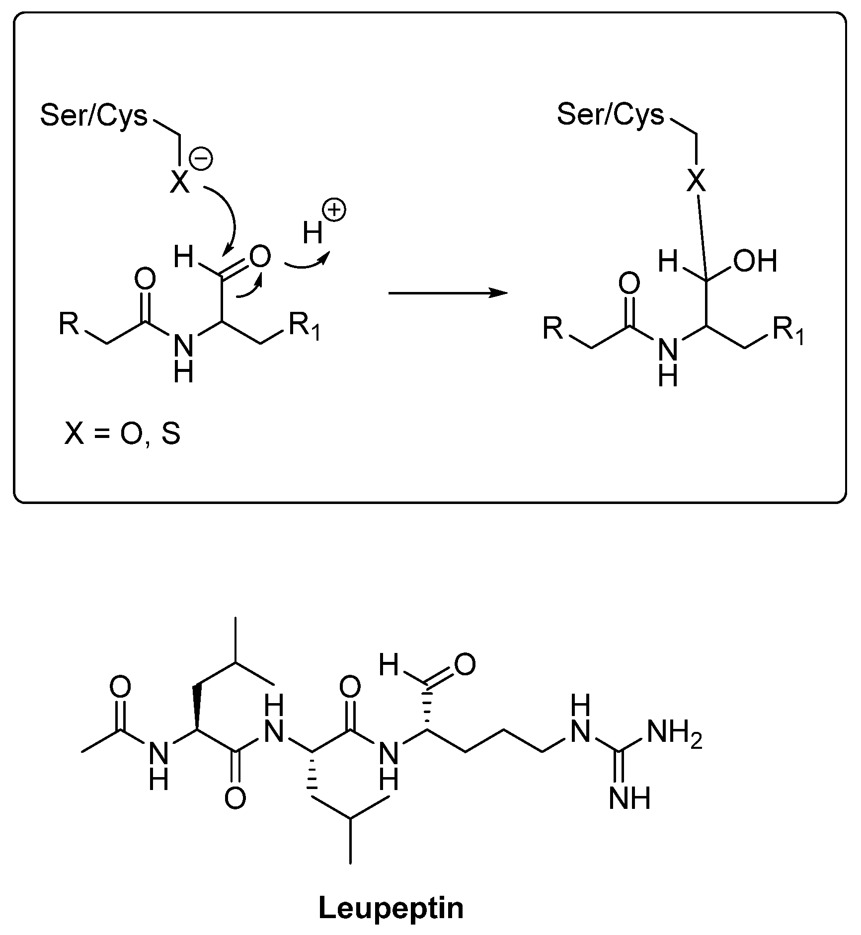 Biomedicines 13 03019 g008 Biomedicines 13 03019 g008