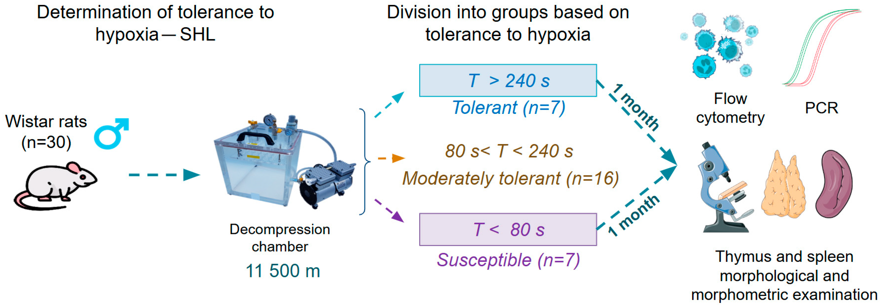 Biomedicines 13 03022 g001 Biomedicines 13 03022 g001