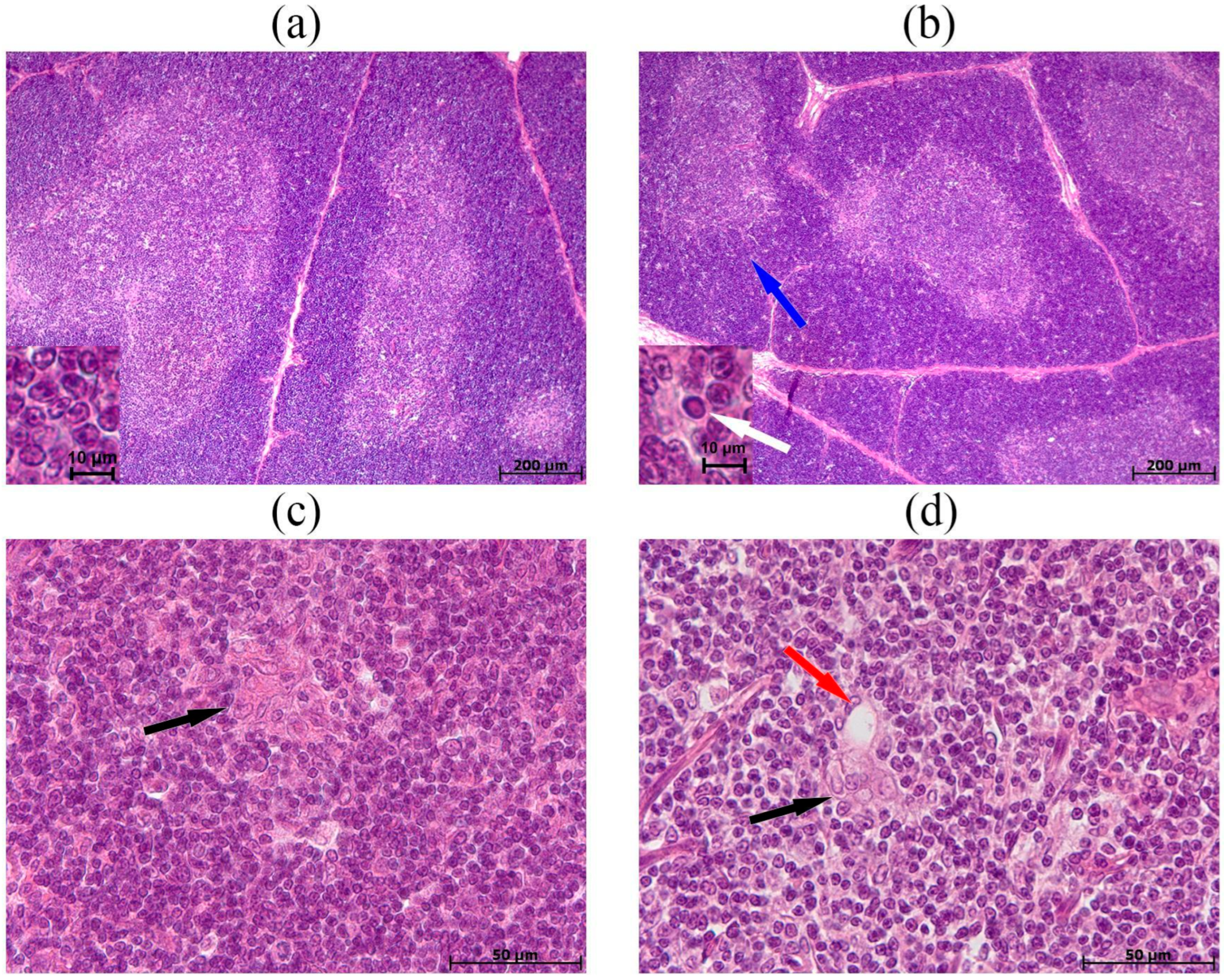 Biomedicines 13 03022 g004 Biomedicines 13 03022 g004