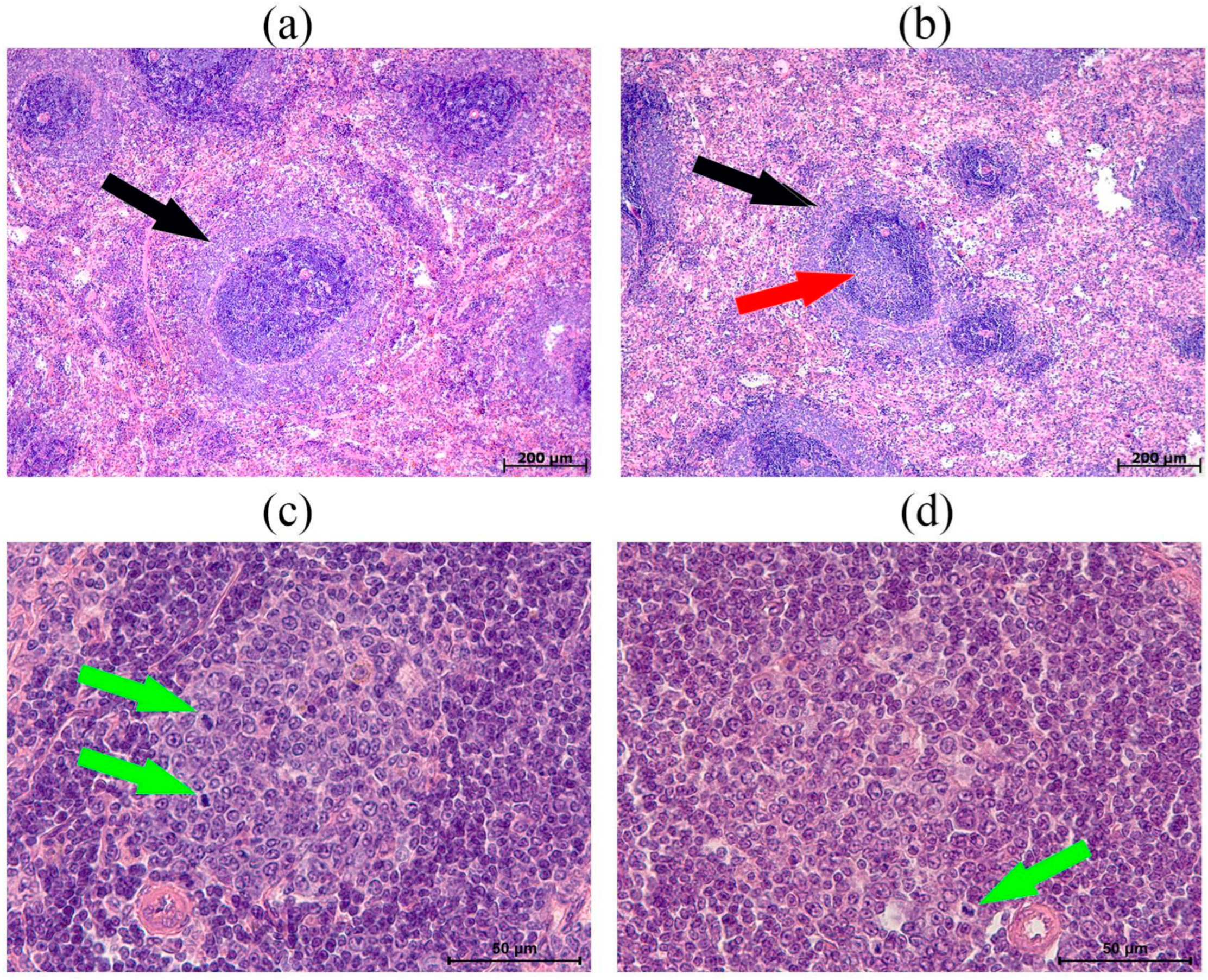 Biomedicines 13 03022 g006 Biomedicines 13 03022 g006