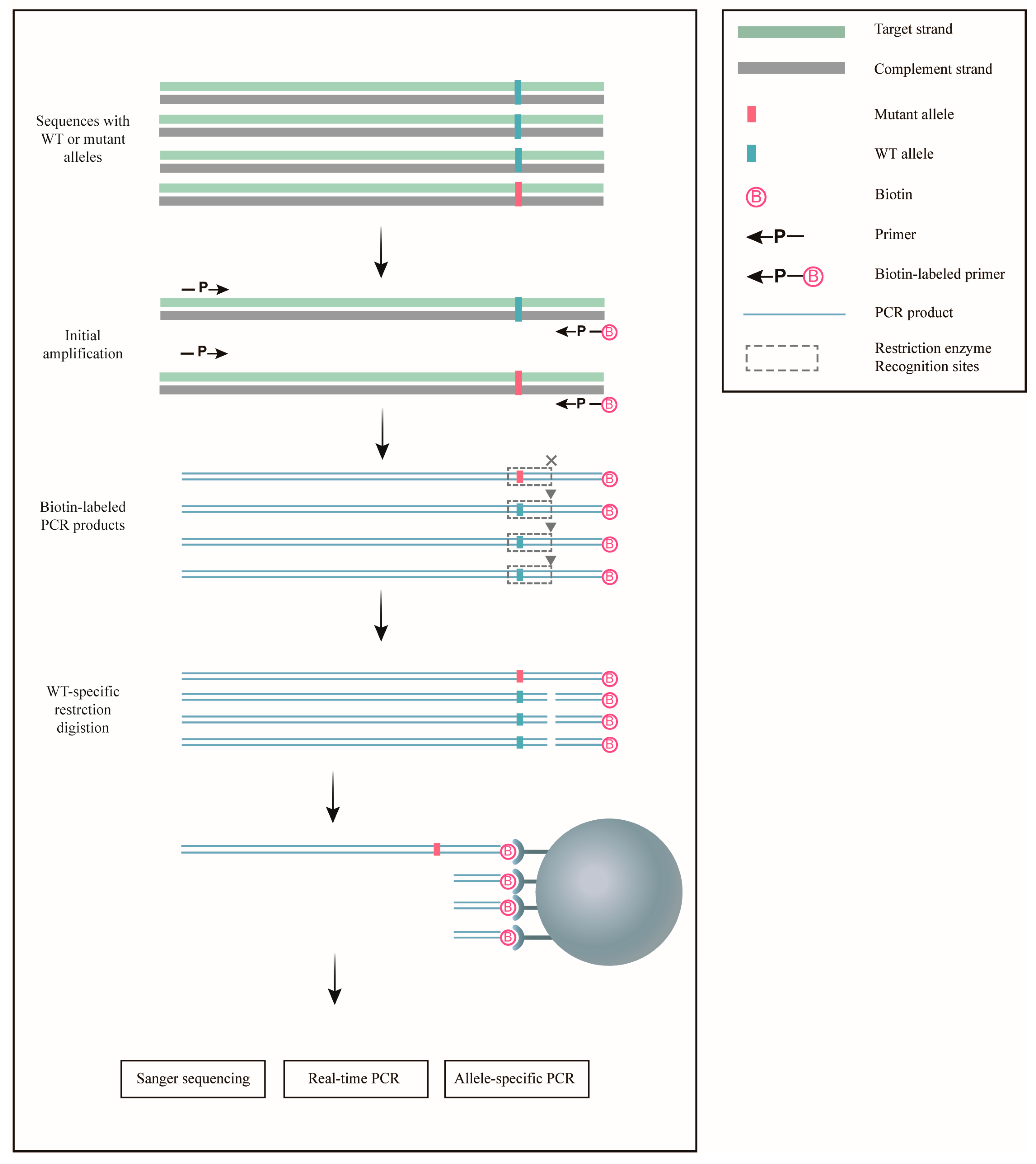Biomedicines 13 03026 g001 Biomedicines 13 03026 g001