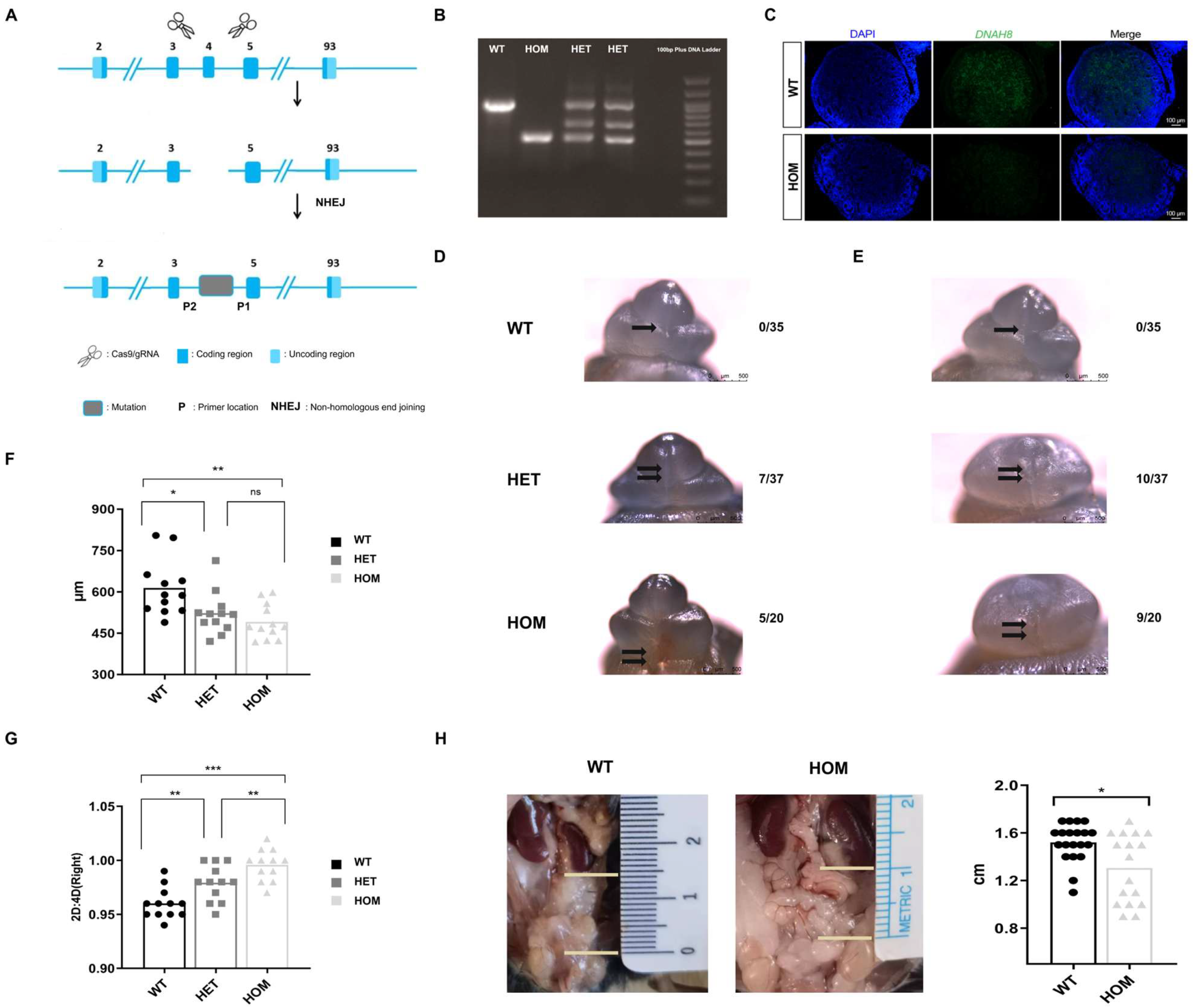 Biomedicines 13 03032 g001 Biomedicines 13 03032 g001