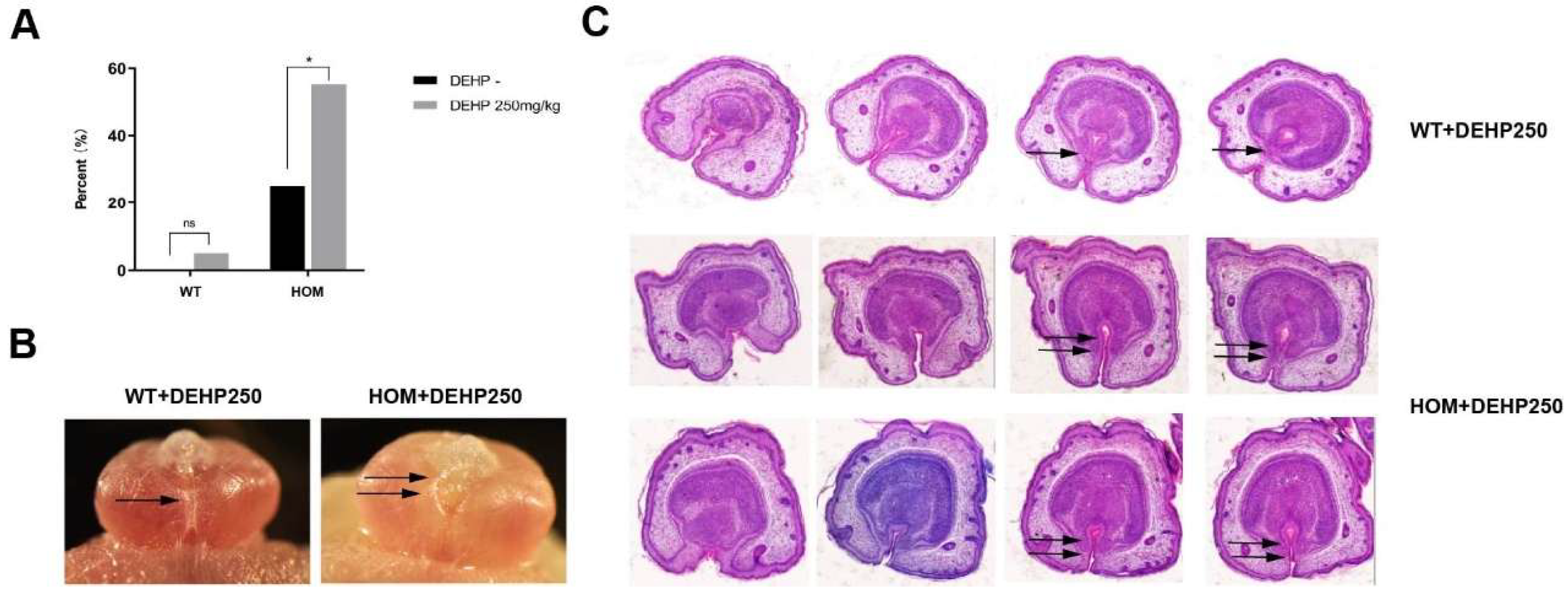 Biomedicines 13 03032 g007 Biomedicines 13 03032 g007
