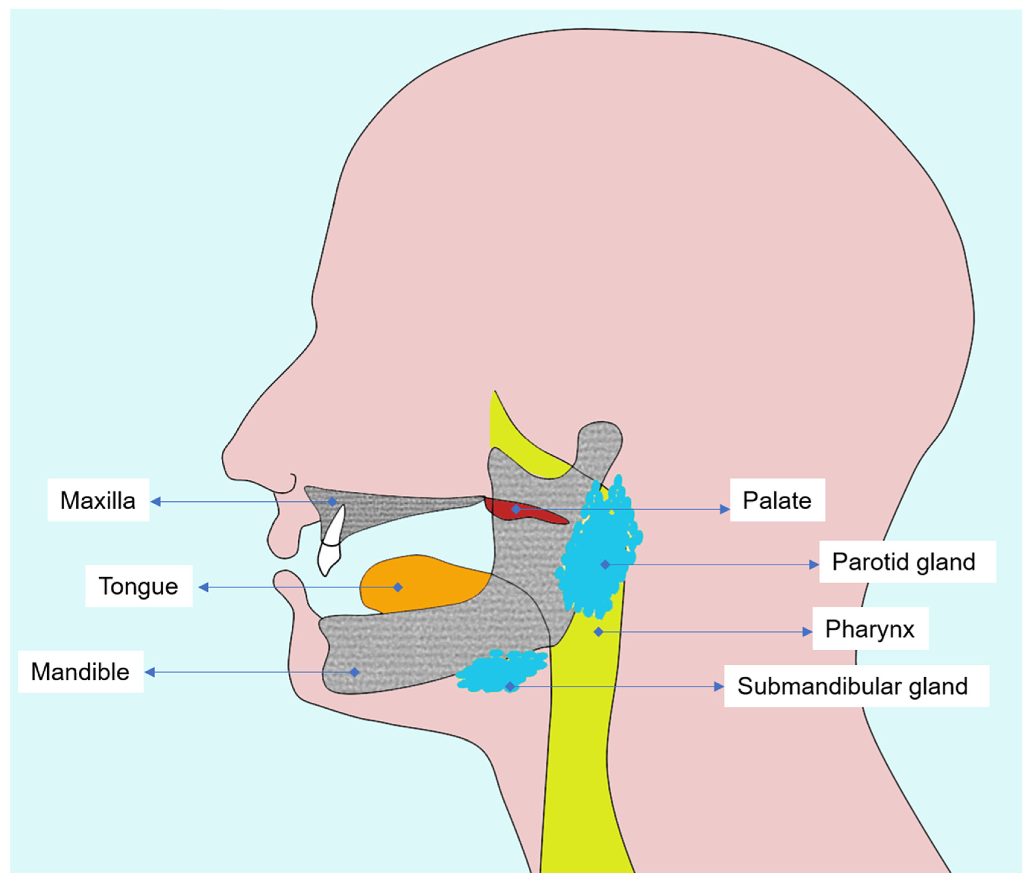 Biomedicines 13 03046 g001 Biomedicines 13 03046 g001