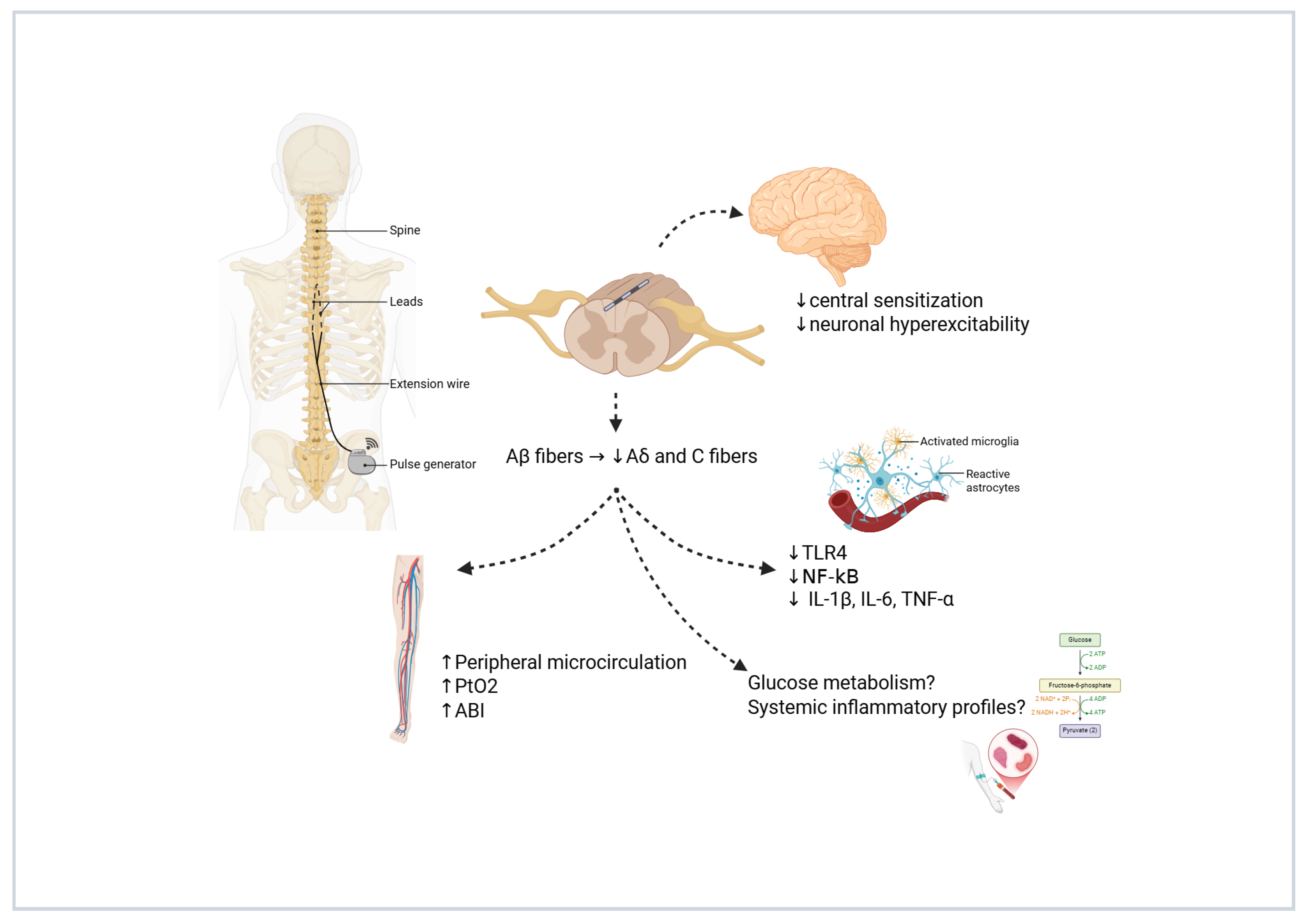 Biomedicines 13 03063 g002 Biomedicines 13 03063 g002