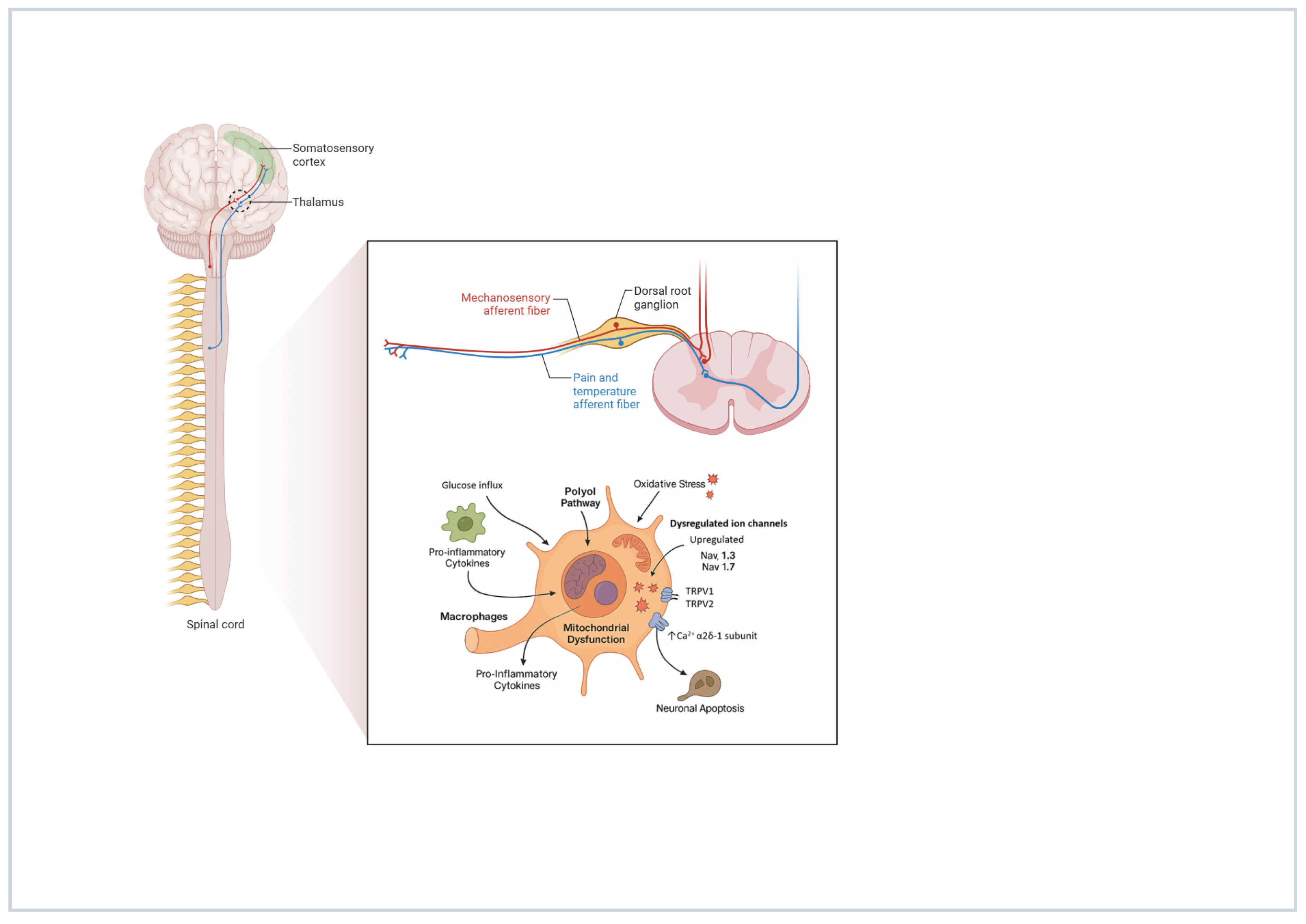 Biomedicines 13 03063 g004 Biomedicines 13 03063 g004