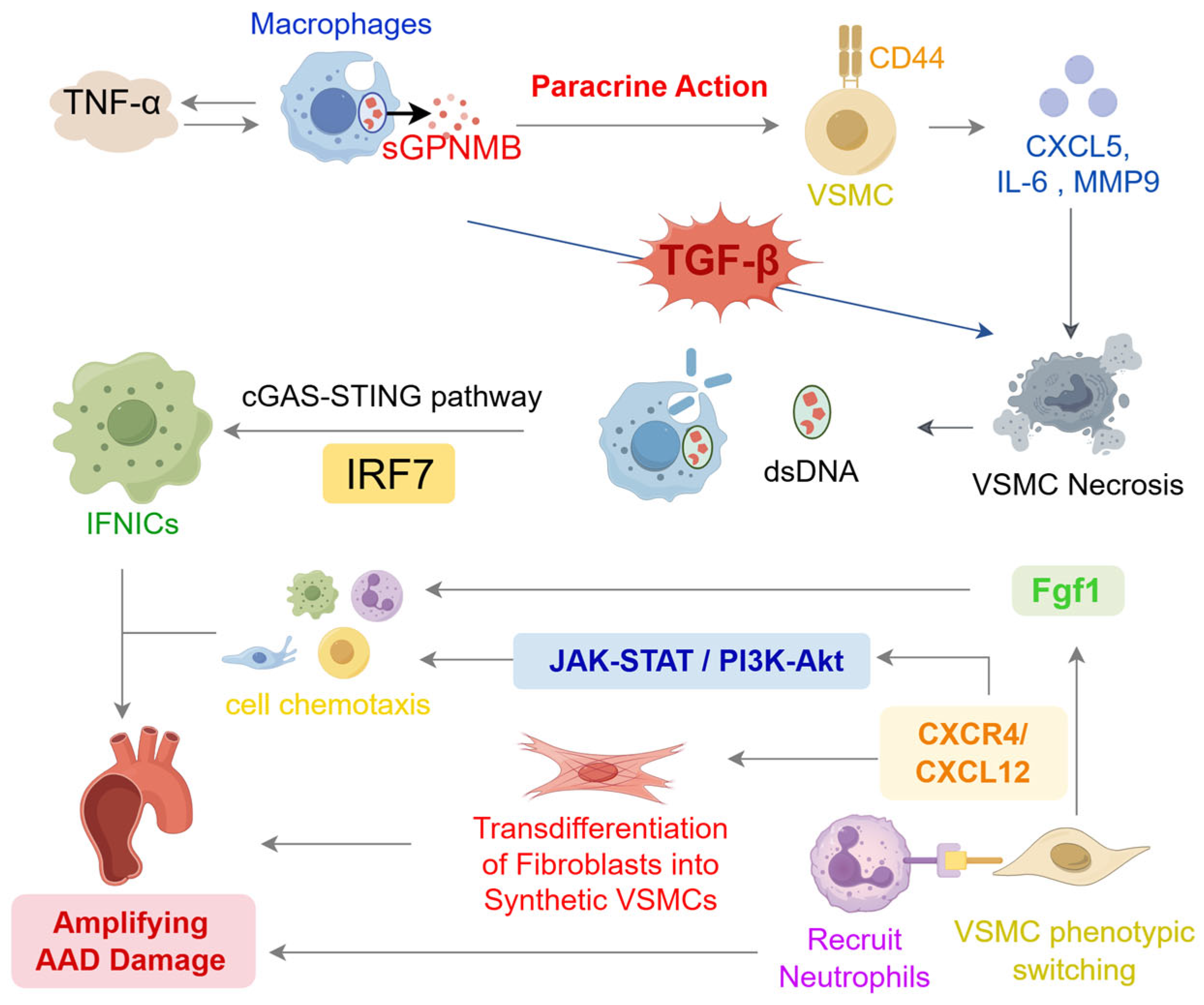 Biomedicines 13 03072 g002 Biomedicines 13 03072 g002