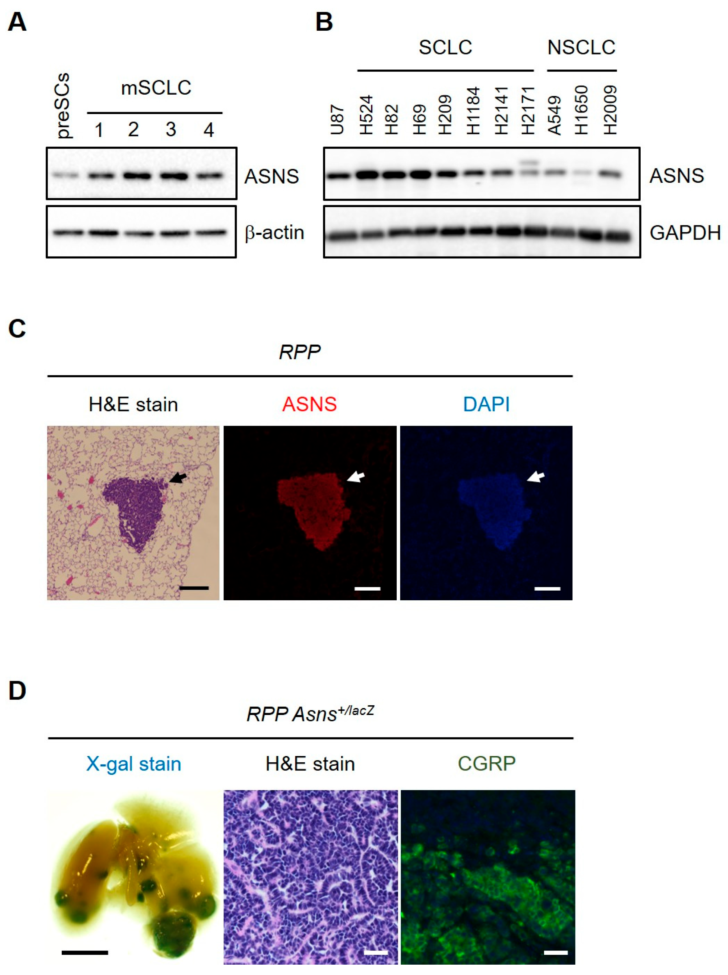 Biomedicines 13 03087 g002 Biomedicines 13 03087 g002