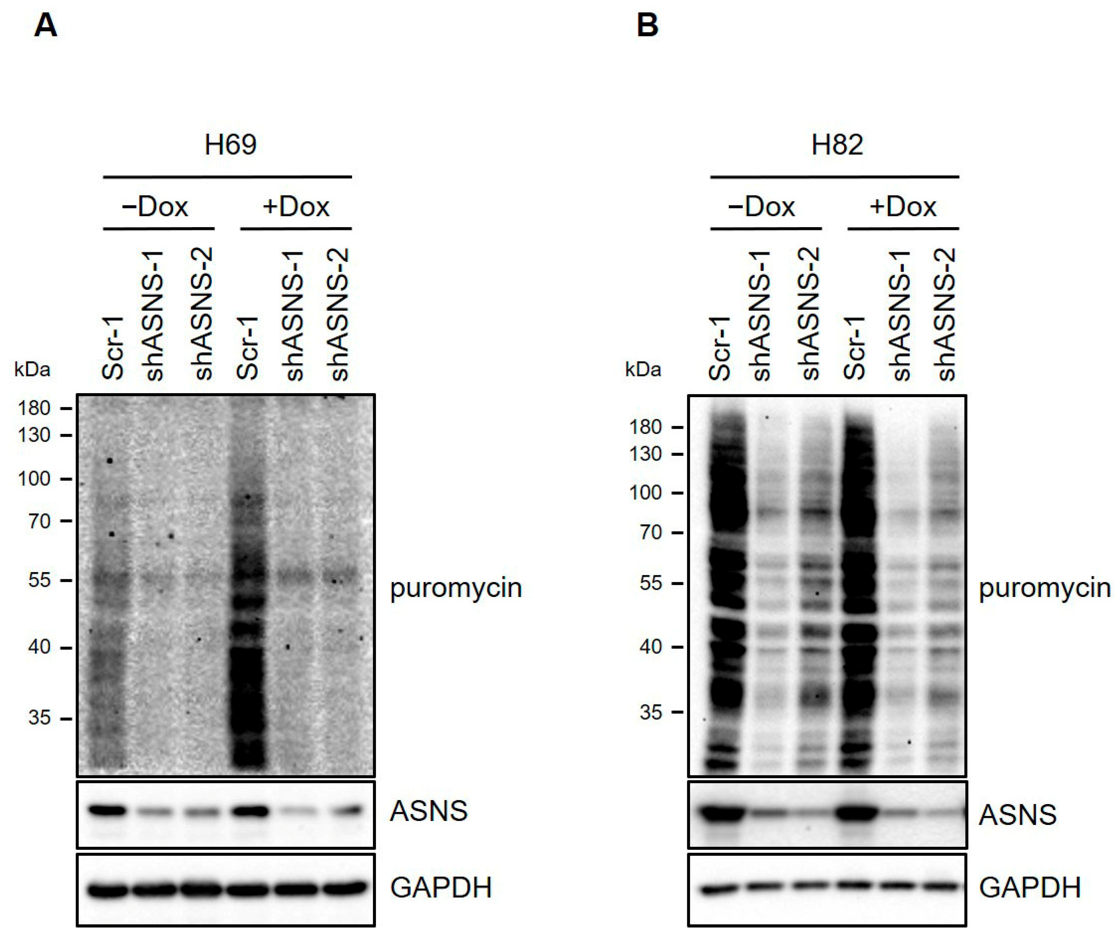 Biomedicines 13 03087 g005 Biomedicines 13 03087 g005