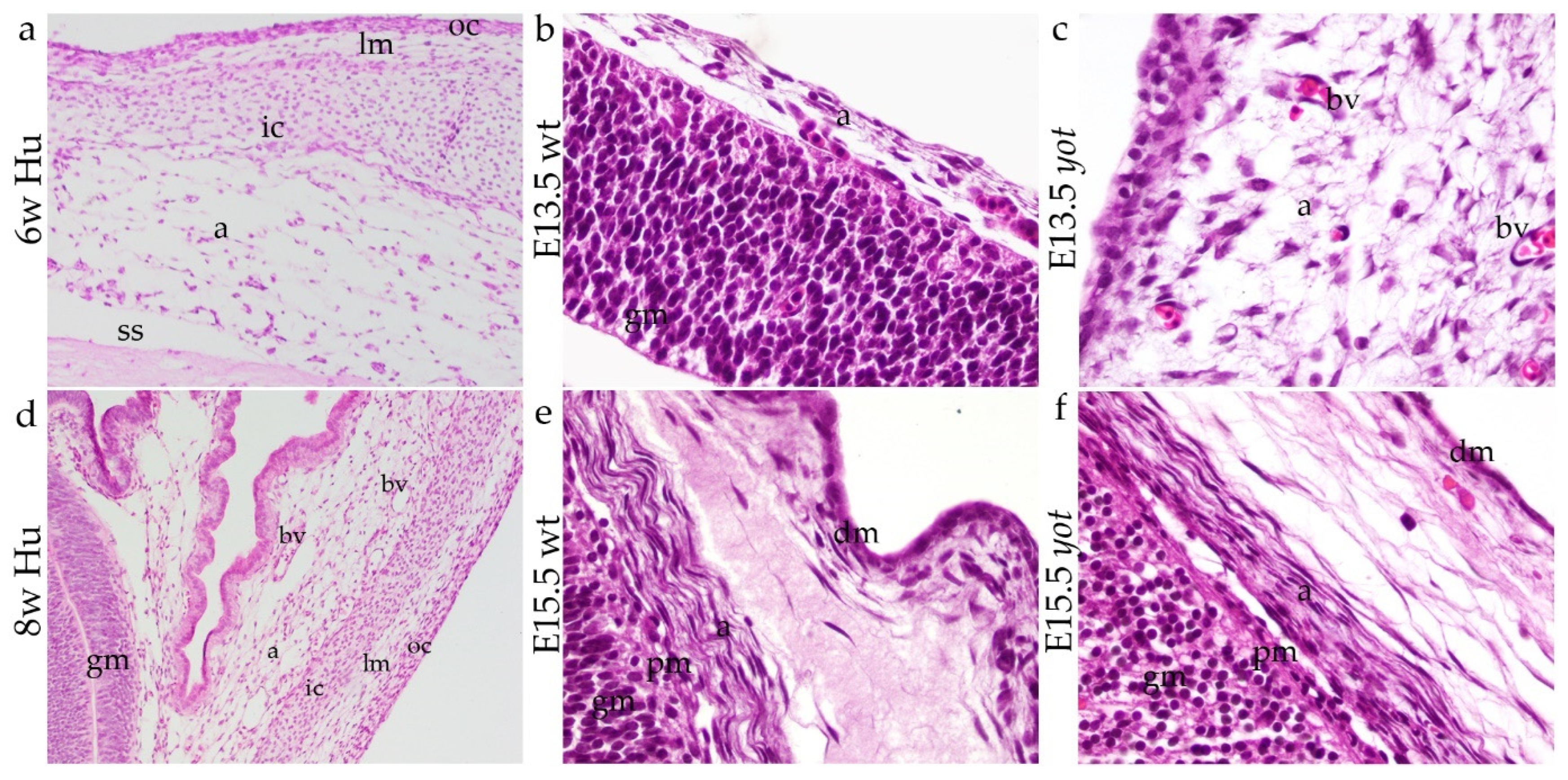 Biomedicines 13 03088 g001