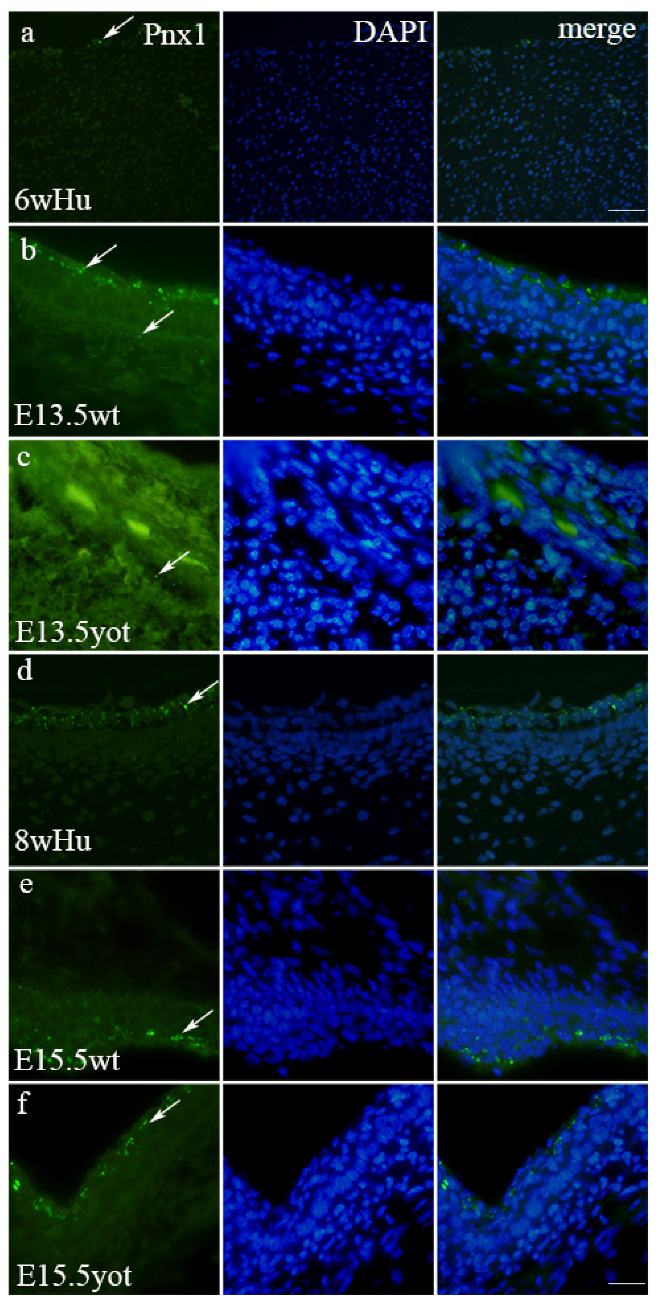 Biomedicines 13 03088 g006