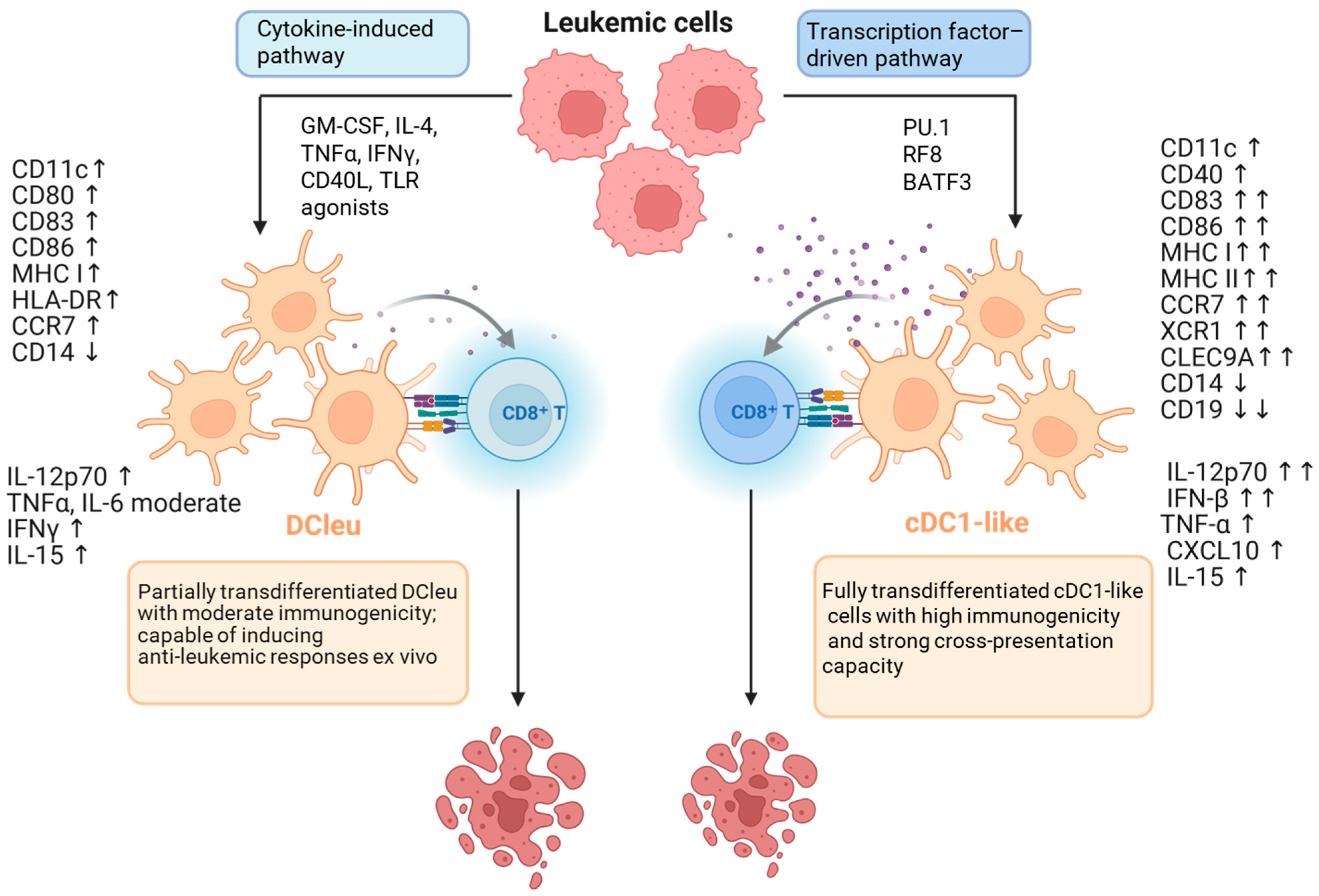 Biomedicines 13 03099 g001 Biomedicines 13 03099 g001