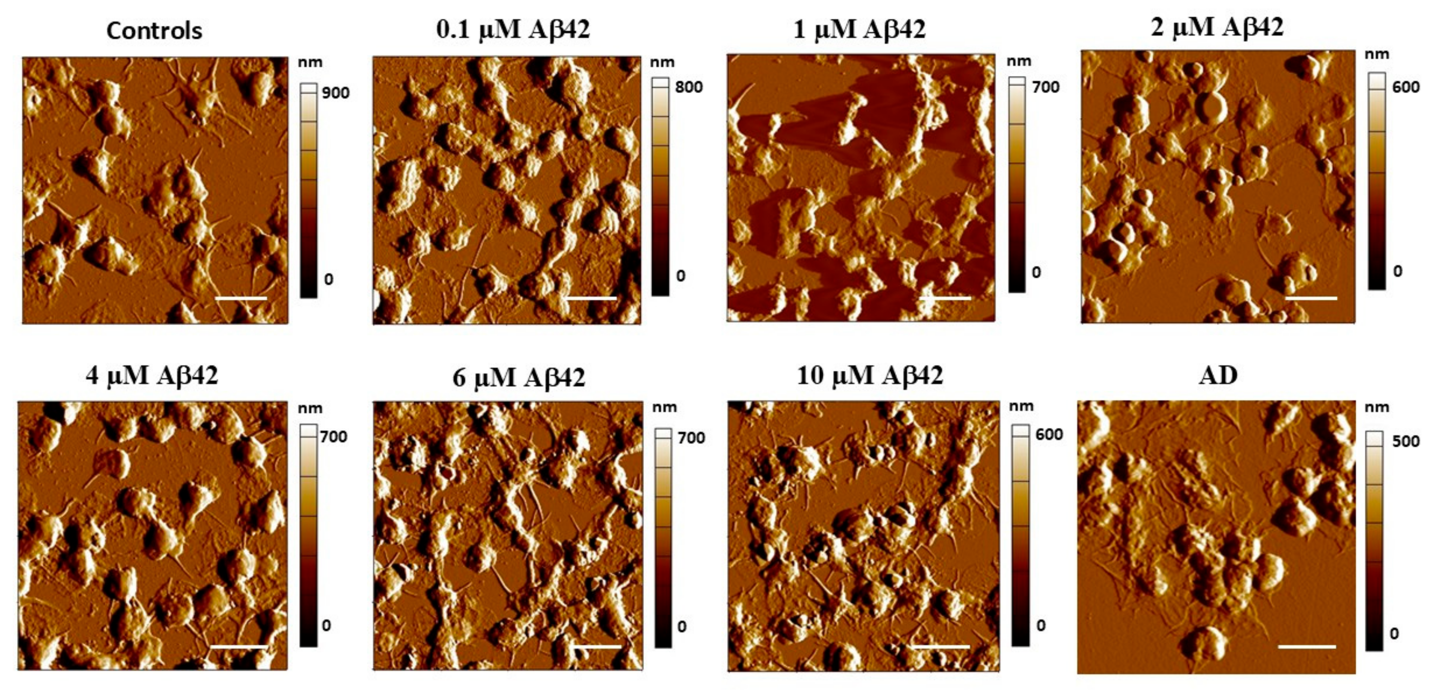 Biomedicines 13 03104 g001 Biomedicines 13 03104 g001