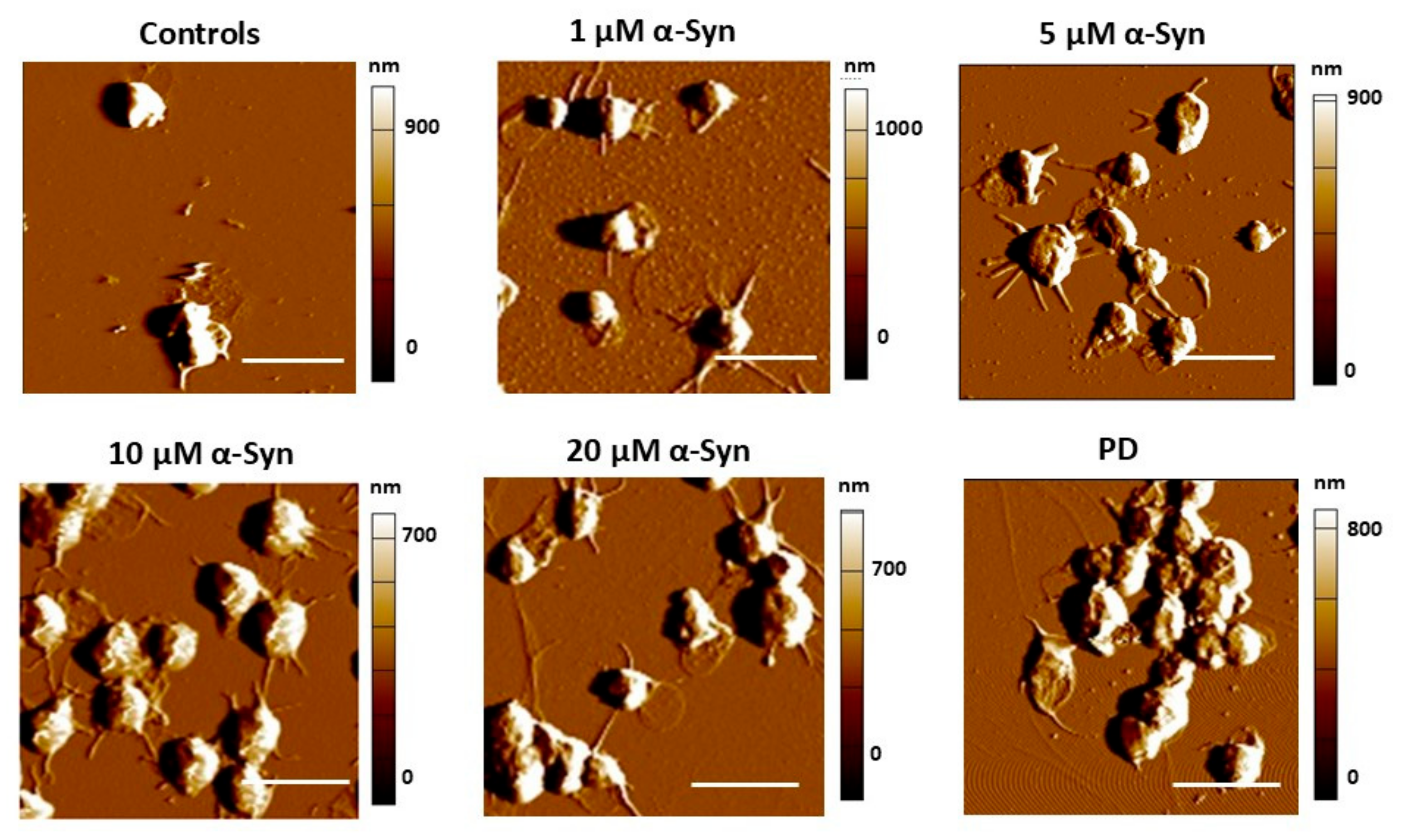 Biomedicines 13 03104 g004 Biomedicines 13 03104 g004