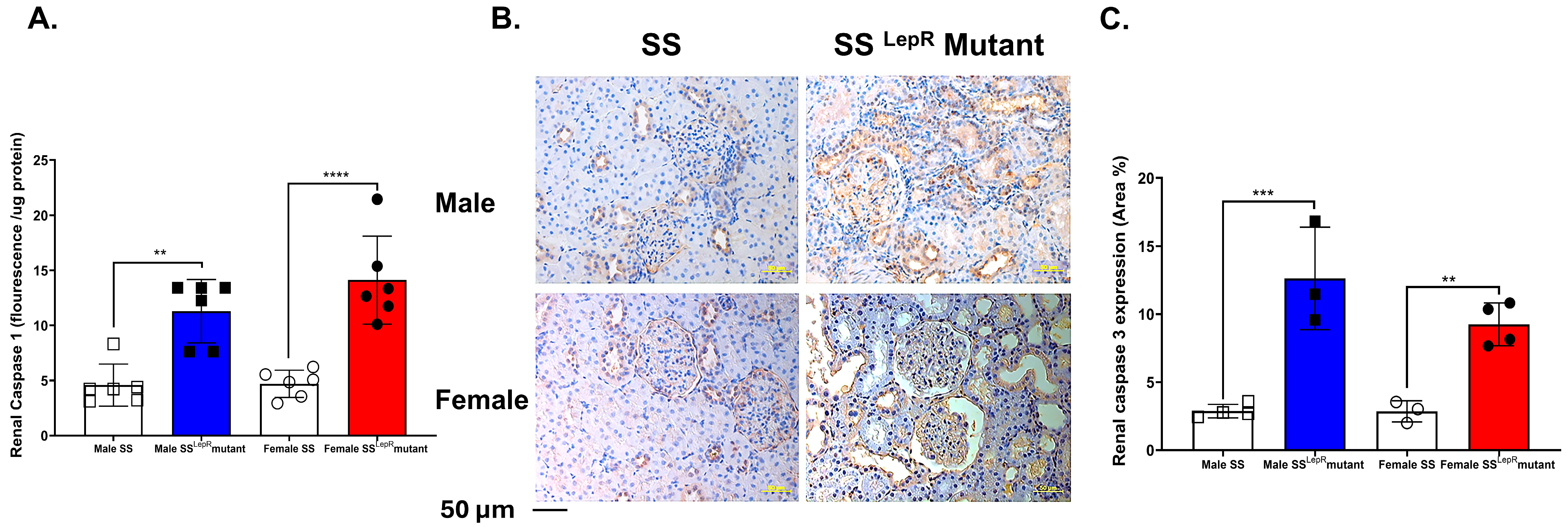 Biomedicines 13 03105 g006 Biomedicines 13 03105 g006