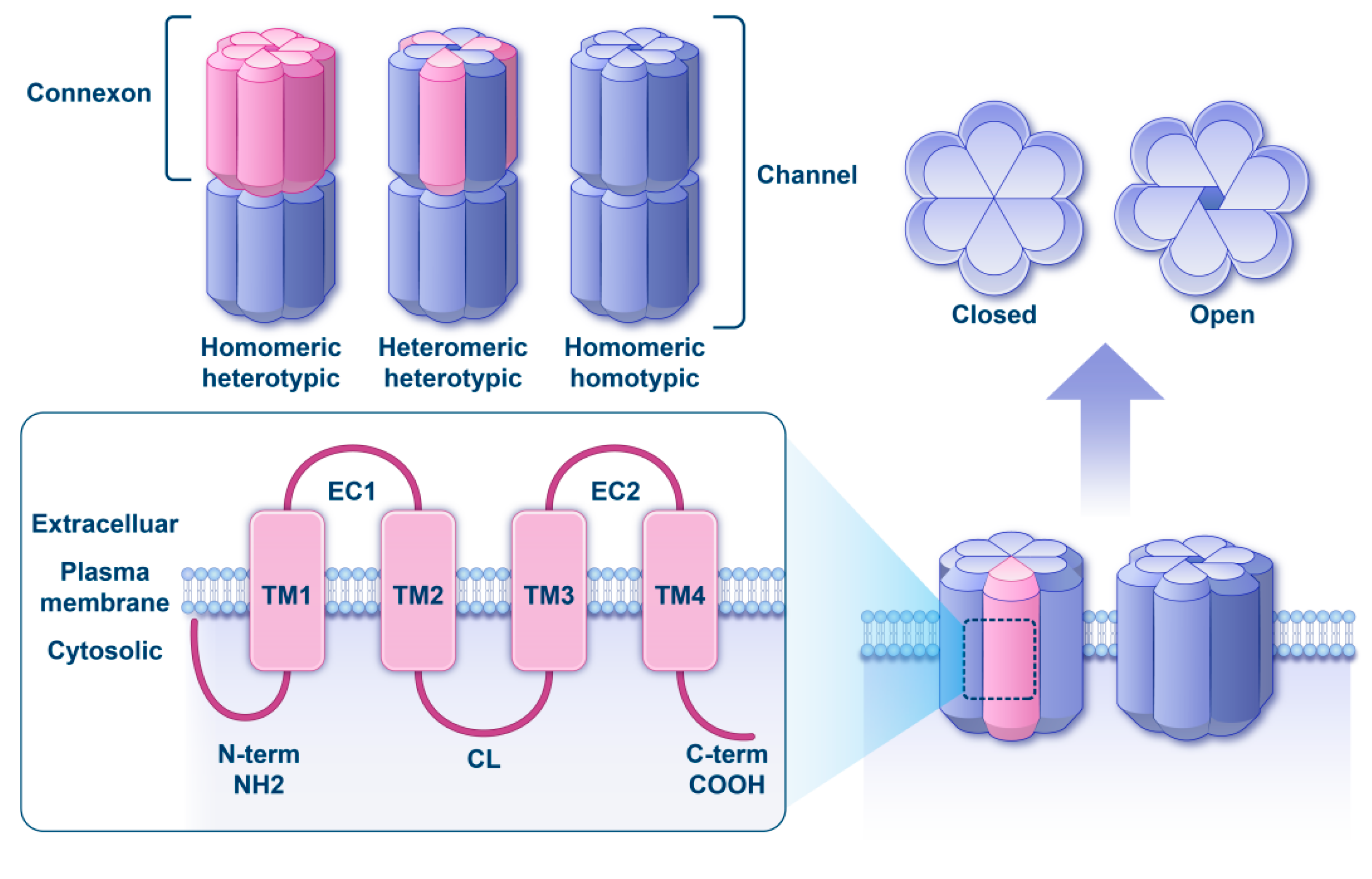 Biomedicines 13 03109 g001 Biomedicines 13 03109 g001