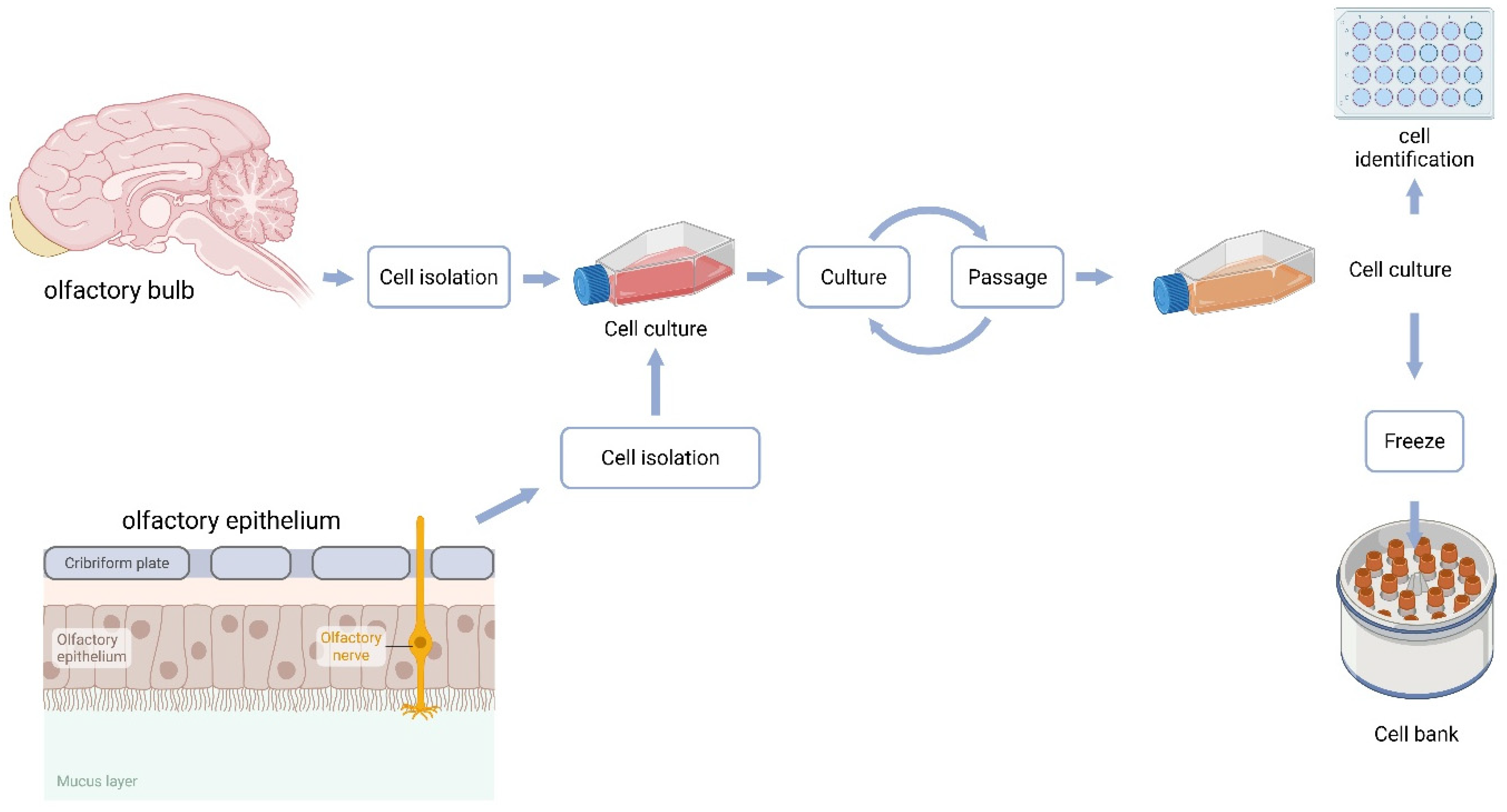 Biomedicines 13 03120 g001