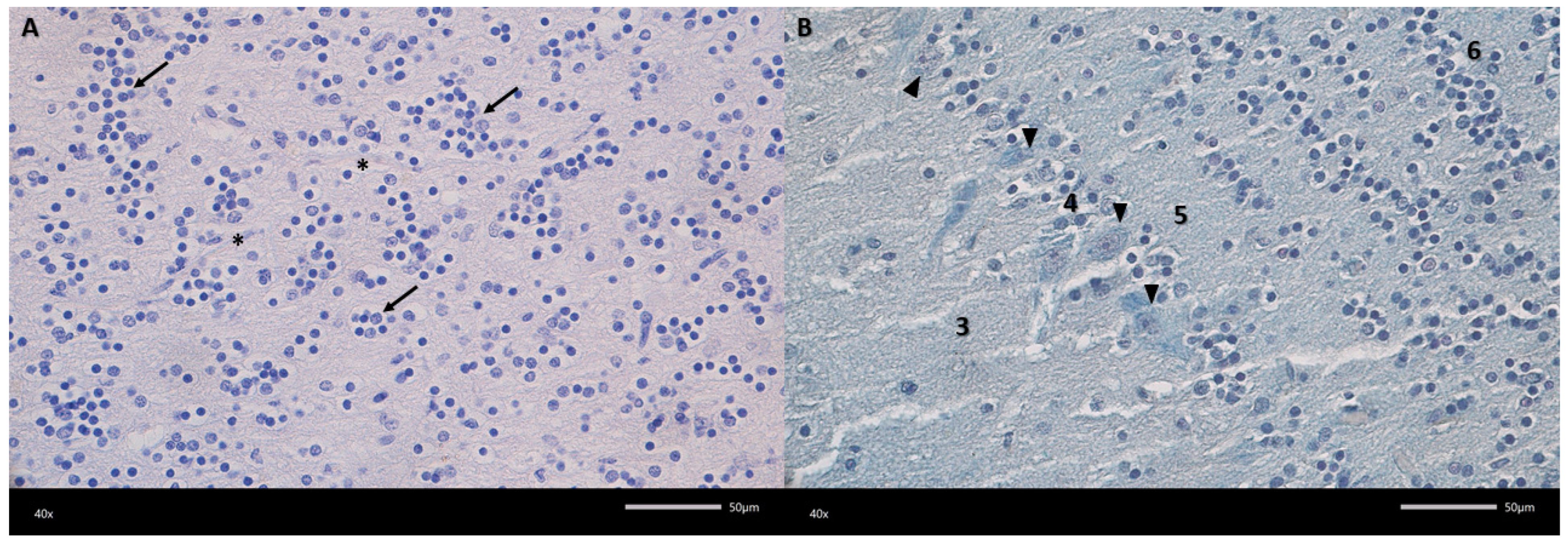 Biomedicines 13 03120 g003