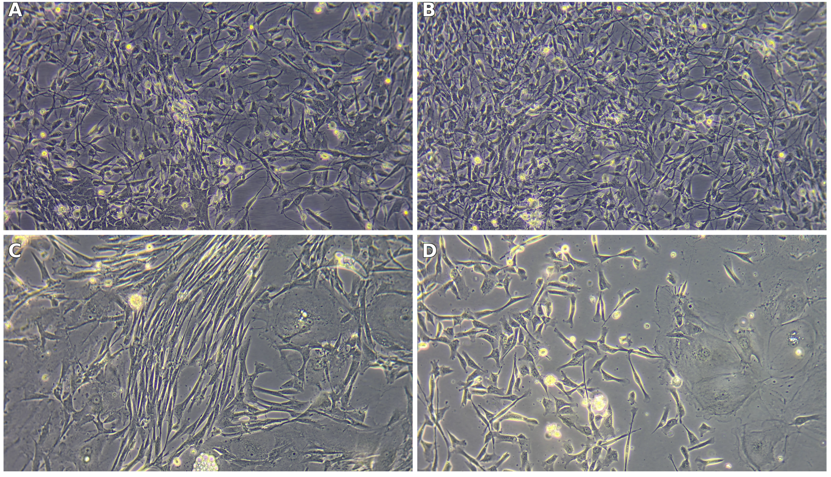Biomedicines 13 03120 g006