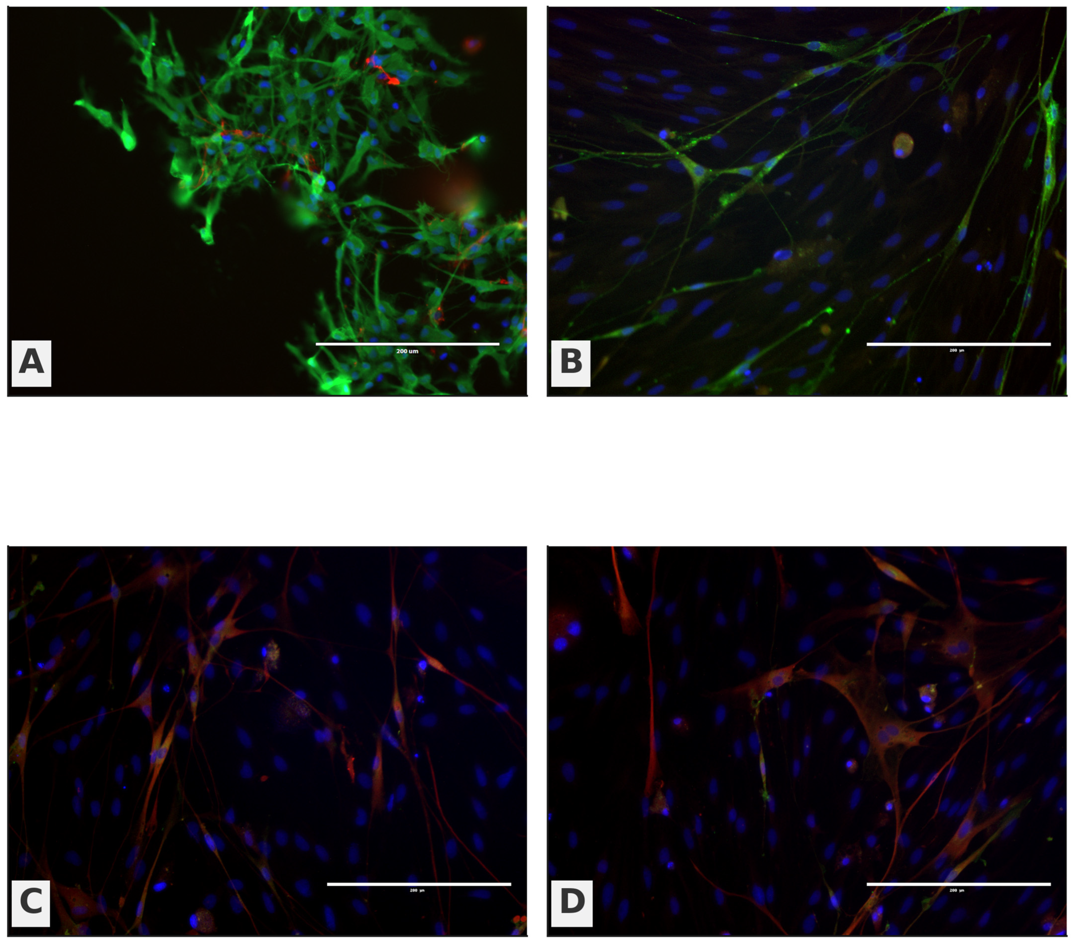 Biomedicines 13 03120 g007