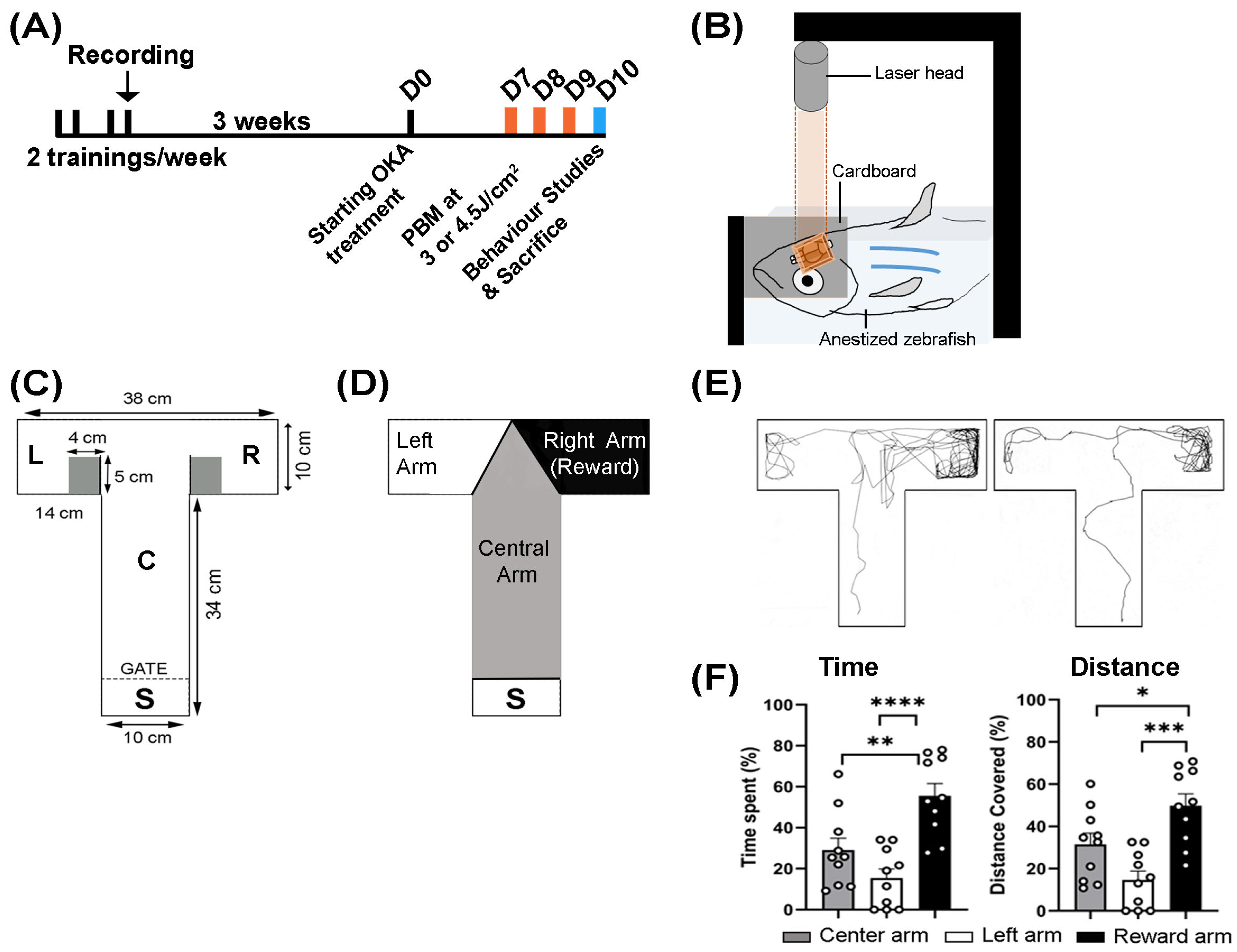 Biomedicines 13 03121 g001