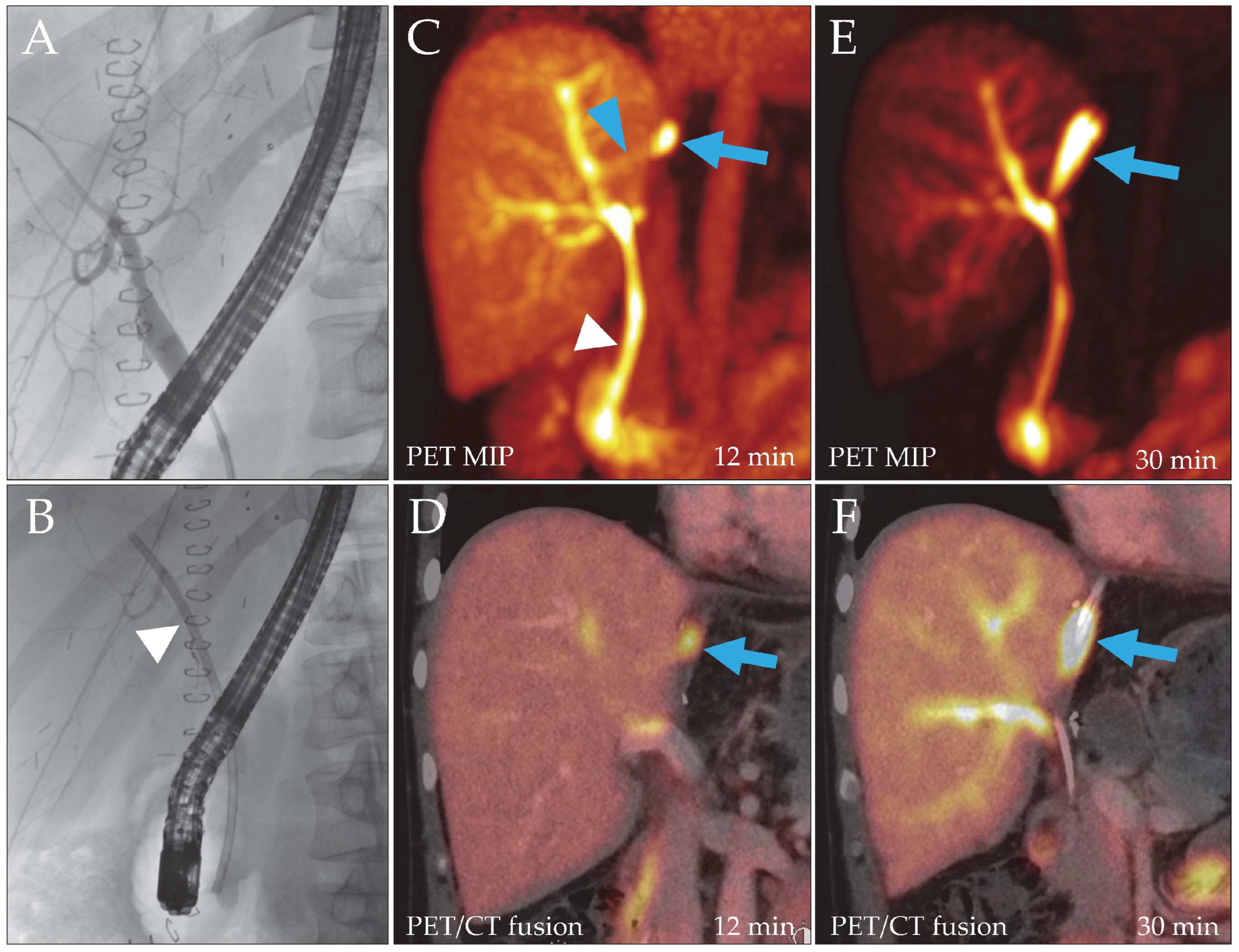 Biomedicines 14 00022 g001