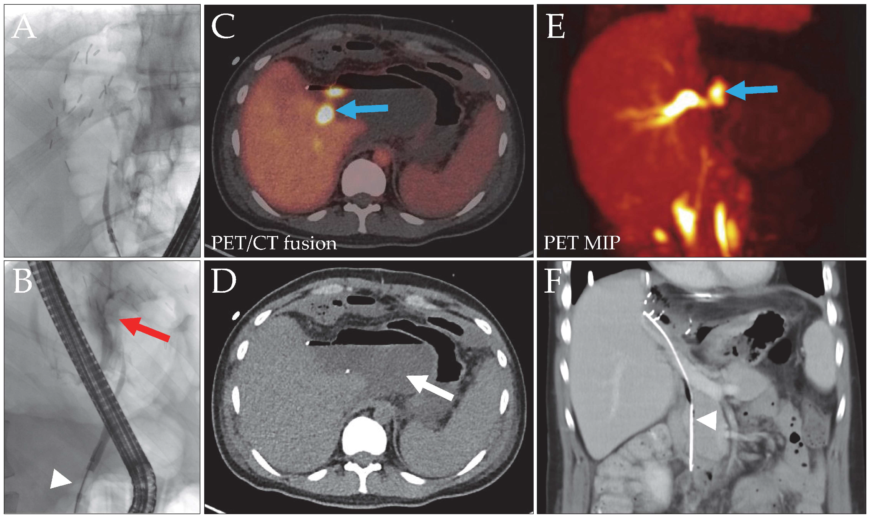 Biomedicines 14 00022 g002