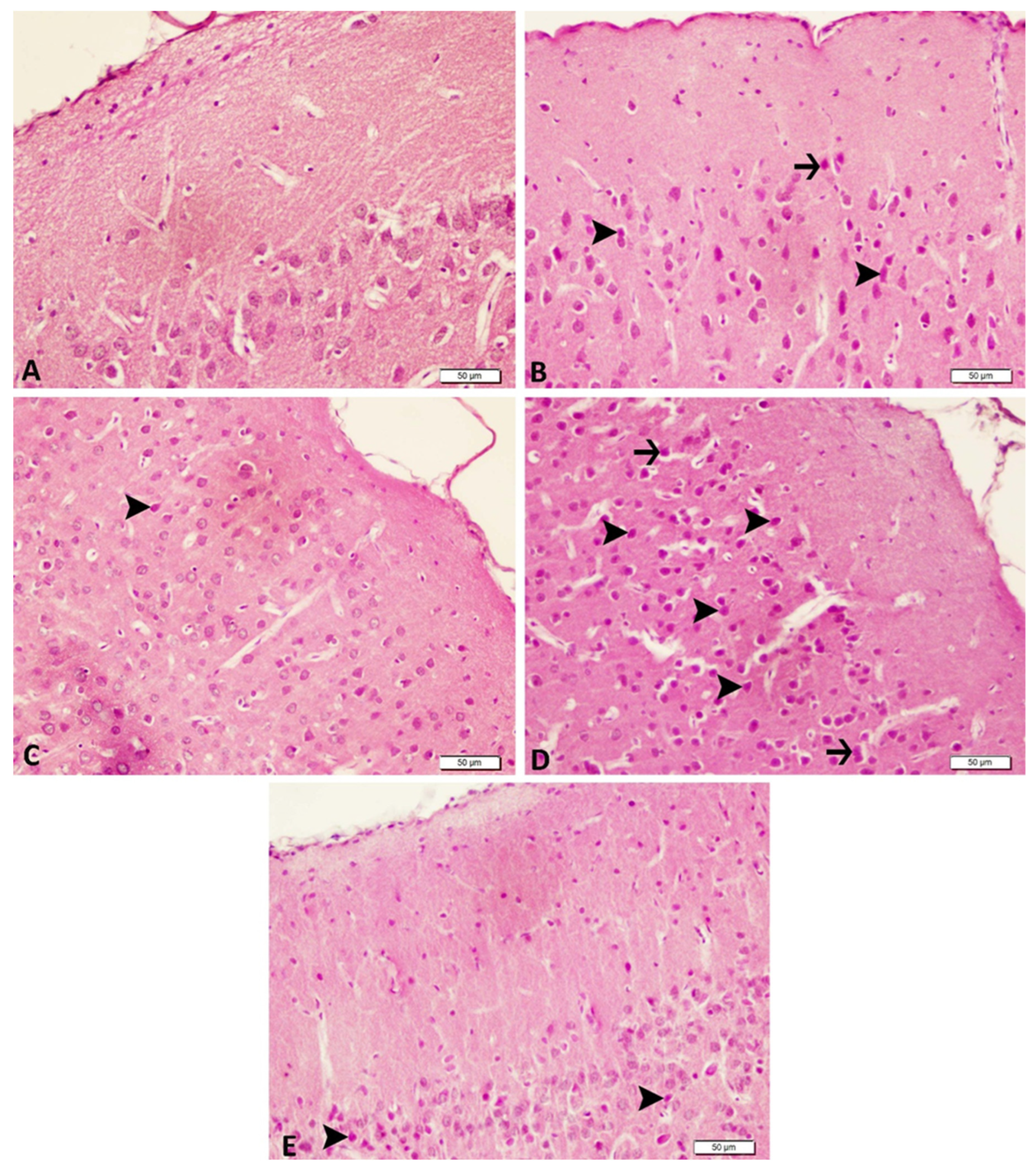 Biomedicines 14 00023 g004