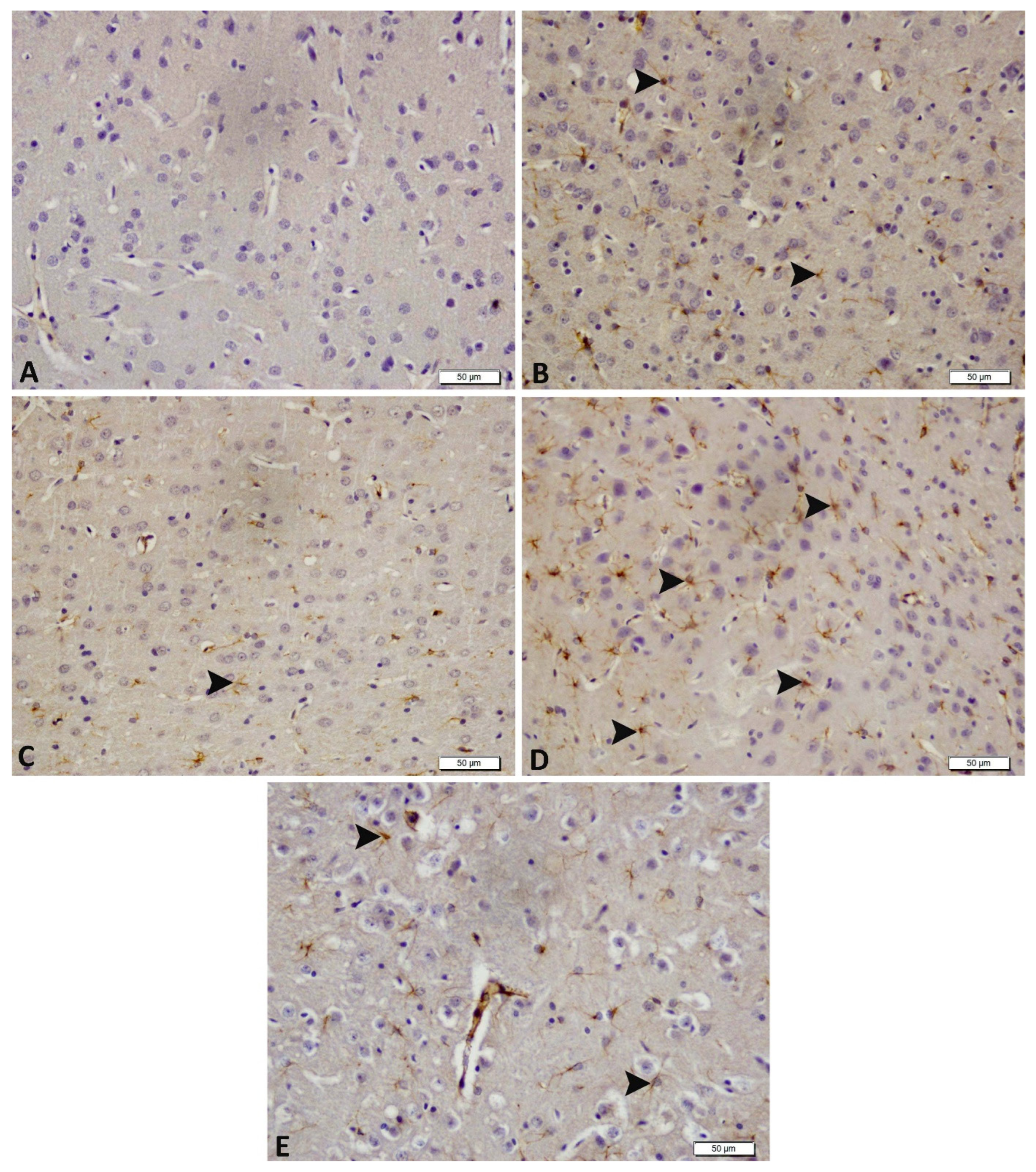 Biomedicines 14 00023 g005