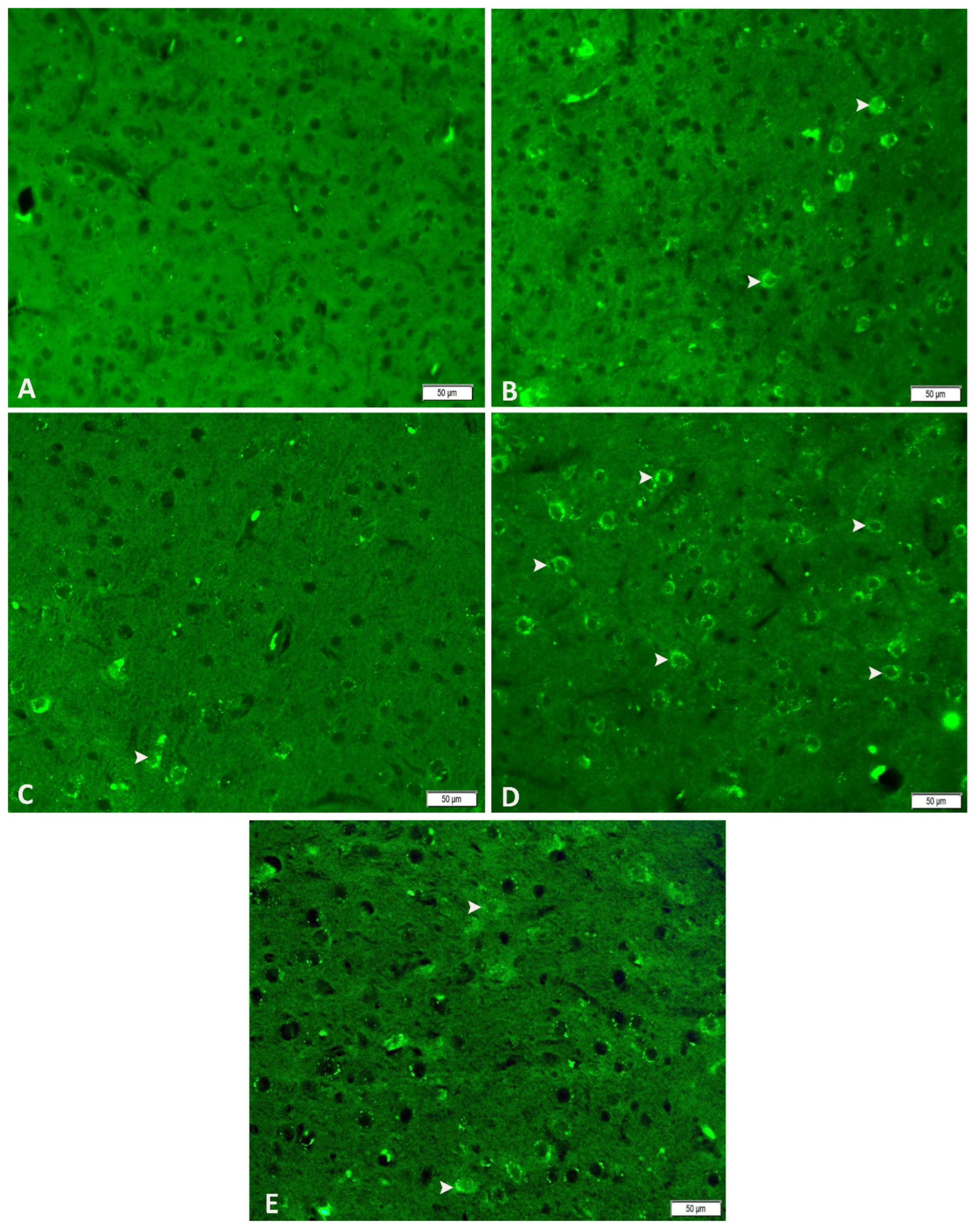 Biomedicines 14 00023 g006
