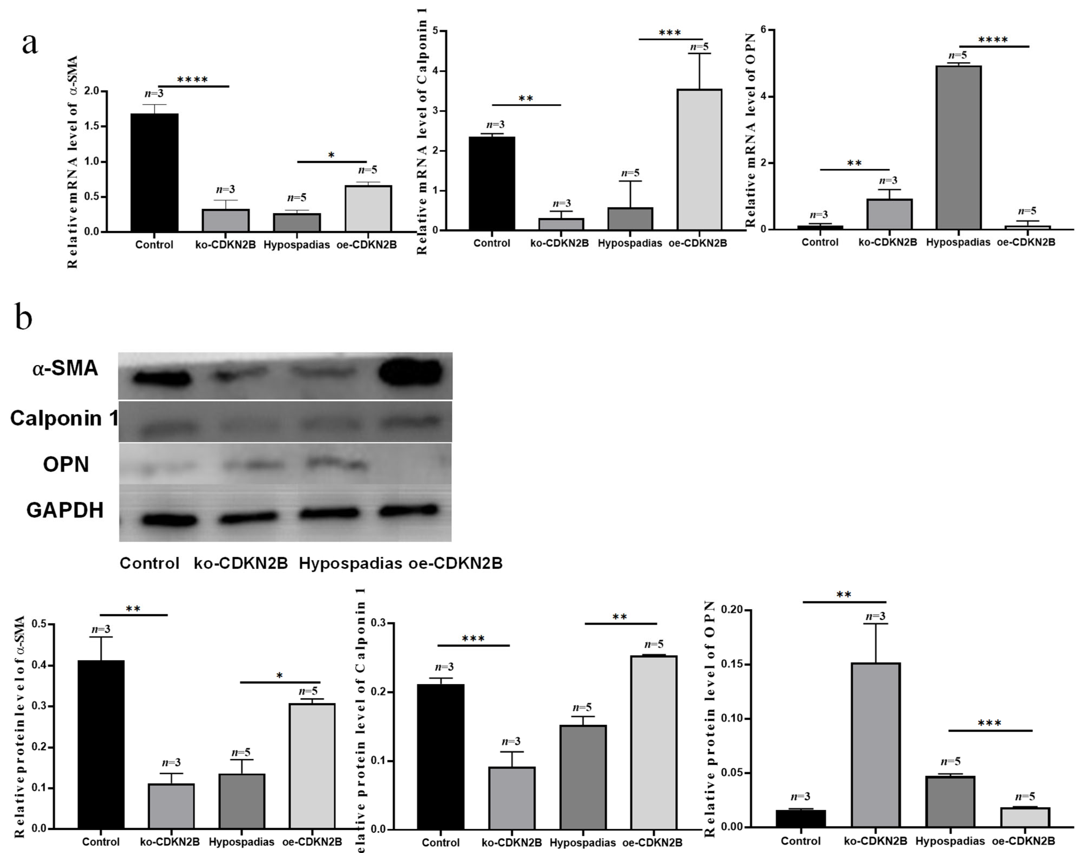 Biomedicines 14 00032 g004