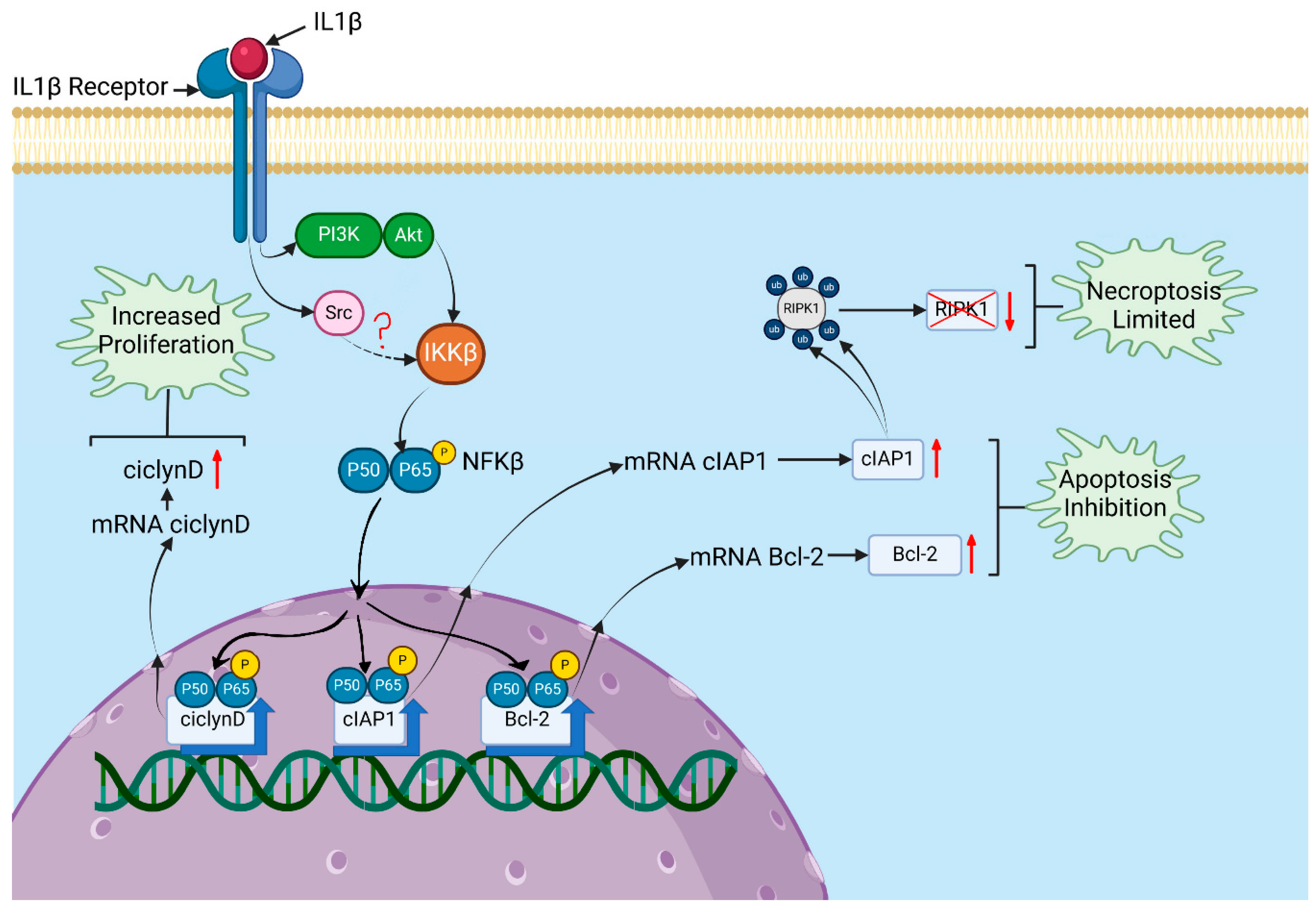 Biomedicines 14 00041 g005